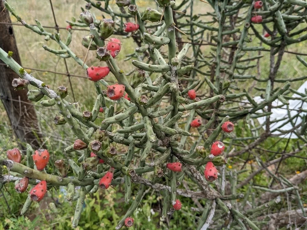 Tasajillo Christmas Cholla  Prickly Pair RGV