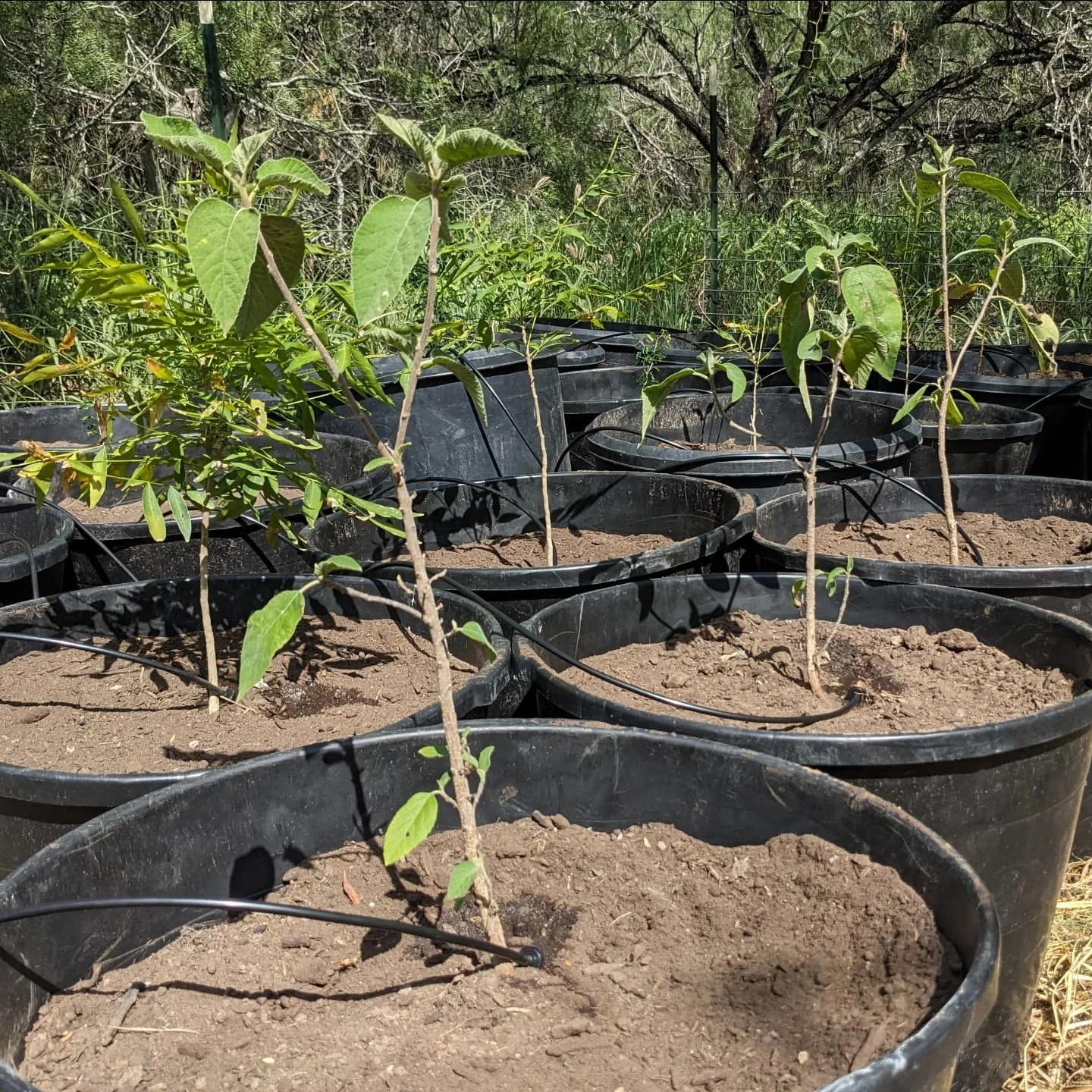 We're growing! We started an assortment of native trees in 30 gallon pots - Anacahuita, Honey Mesquite, Texas Ebony, and Western Soapberry - and got them set up with irrigation. We also have sizable Bushy Lippia and Mexican Oregano (Lippia alba and L