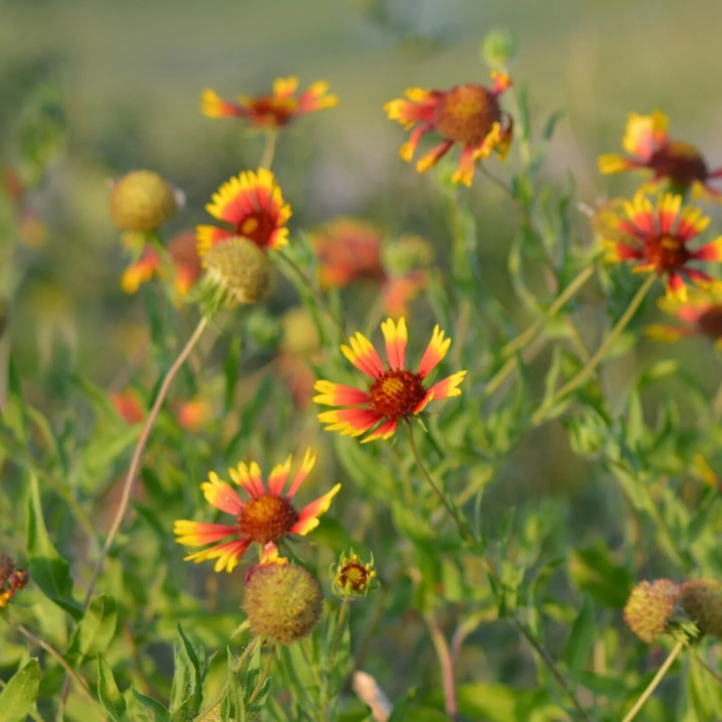 We often think of practicality when it comes to our garden designs - less irrigation, less mowing, fewer inputs - but one of the key joys (and goals) of predominantly using native plants is seeing all the life that follows them. From bees to butterfl