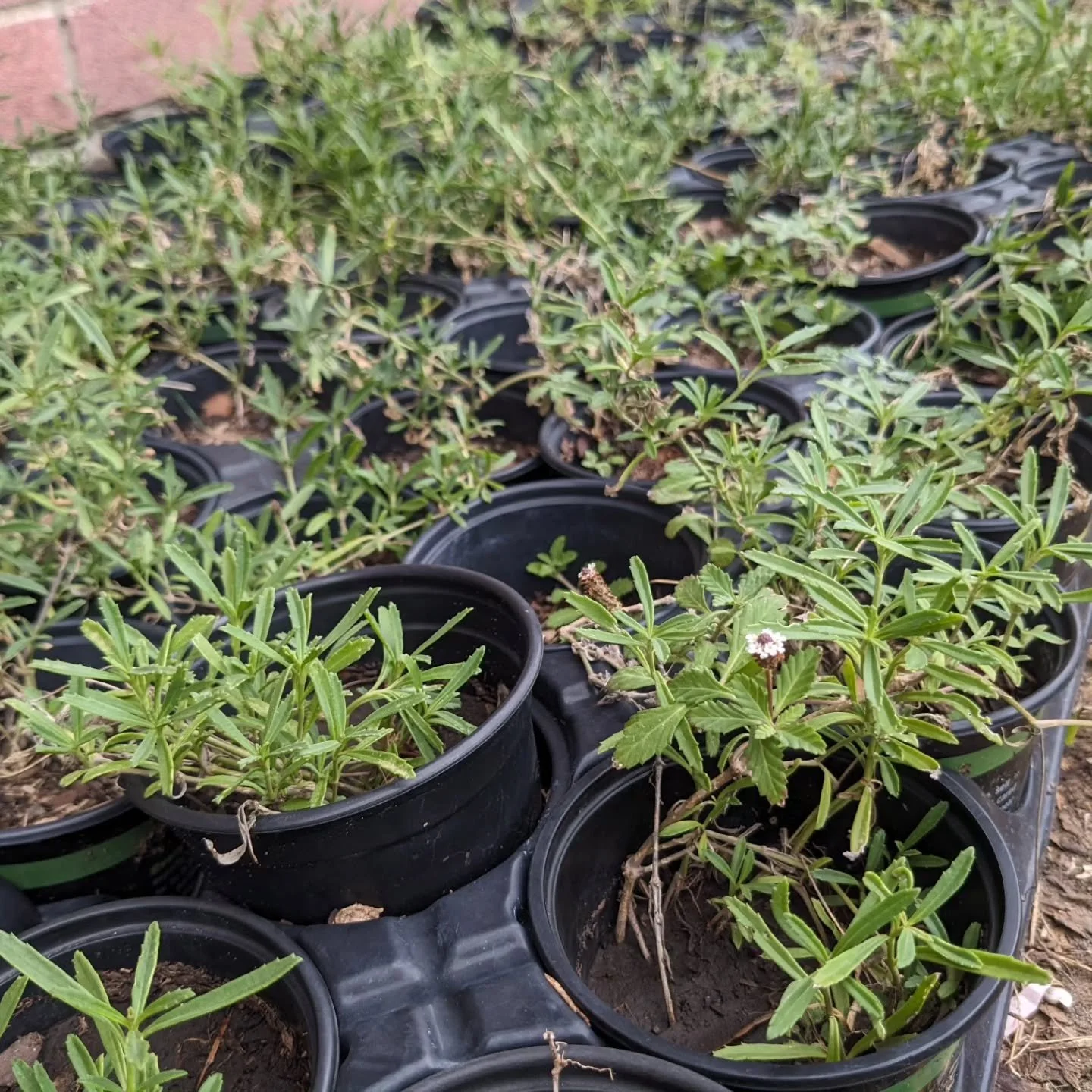 We've added more plants to our online store! We have 100 frogfruit (genus Phyla)  available if you're looking to replace the hassle of a turf-grass lawn. Check out all we have available at the website - link in bio!

We'll have some new species comin