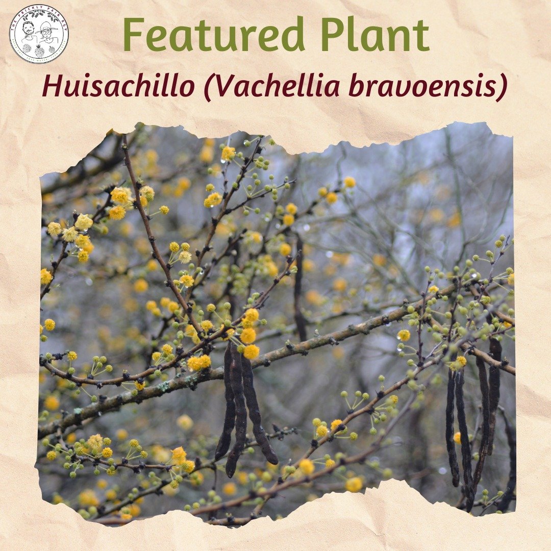 In many ways, the Huisachillo is emblematic of the kind of plant we love to incorporate into landscape designs. It's very drought tolerant, has beautiful flowers and growth form, and is special to the Tamulipan Mesquital here in South Texas. 

In lan