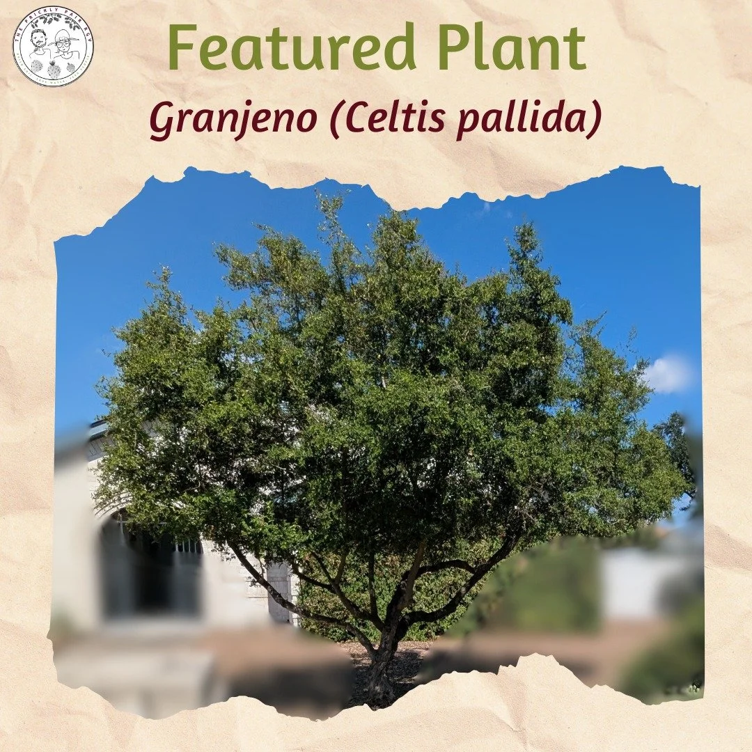 Granjeno, or sometimes called Desert Hackberry, is a foundational plant of the thornforest and thornscrub habitats here in the Rio Grande Valley. Not only is it an important host plant for the American Snout, Red-bordered Metalmark, and other butterf