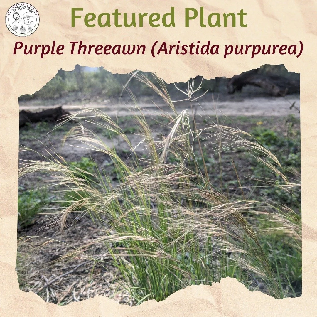 An often-overlooked group of plants in native landscaping are the grasses, despite their prominence and importance in local ecosystems. Here in the Rio Grande Valley, there are over 140 native grass species, making the Poaceae the most speciose plant