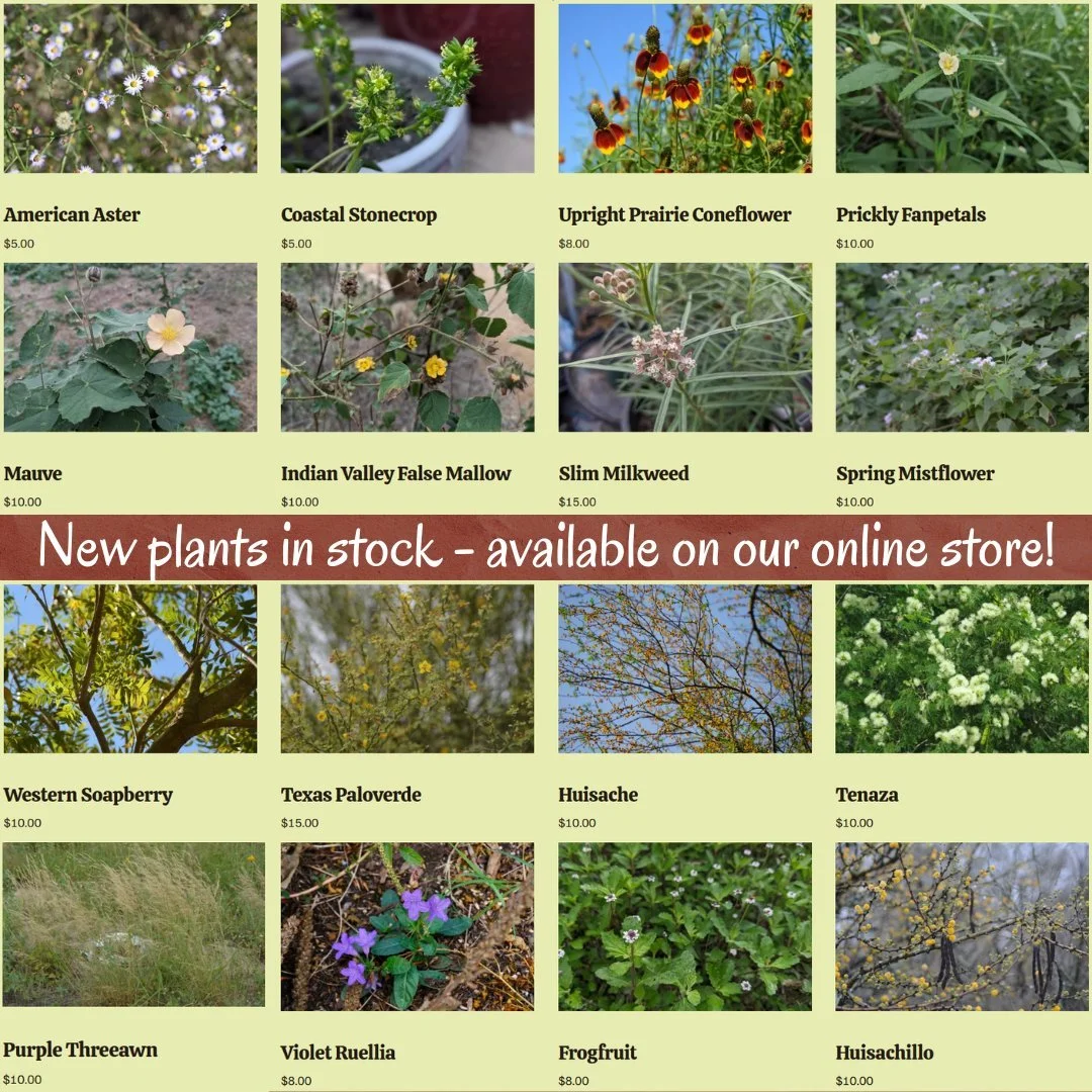 We just added new native plants to our inventory! They range from majestic deciduous trees to colorful wildflowers and in-between. If you're looking to diversify your yard this spring - before our typical hot RGV summer sets in - now is the time to g