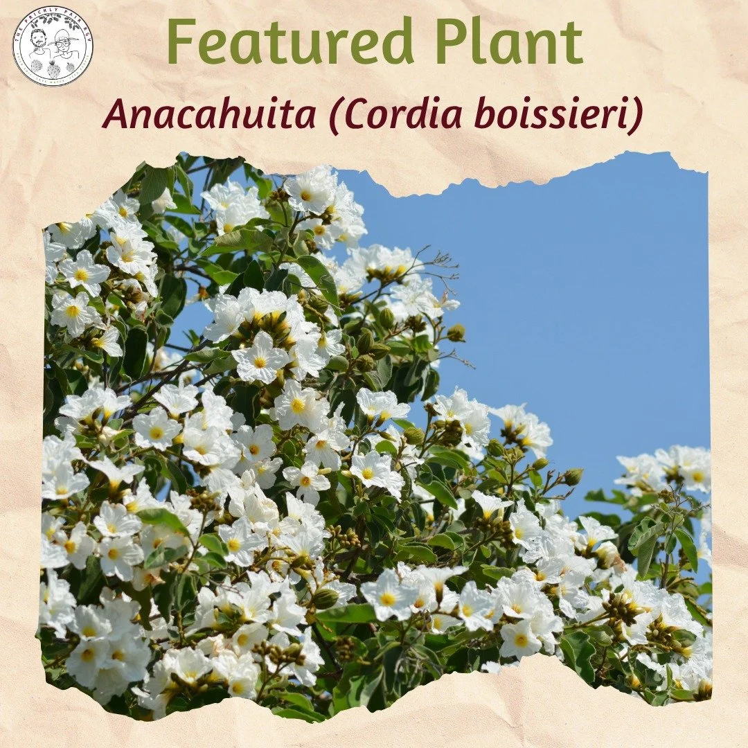If you've driven around the RGV recently, you've likely seen a small tree with abundant white blooms in yards, along roadsides, and out in the Tamaulipan Mesquital. This is the Anacahuita (Cordia boissieri), and it is one of the most popular native t
