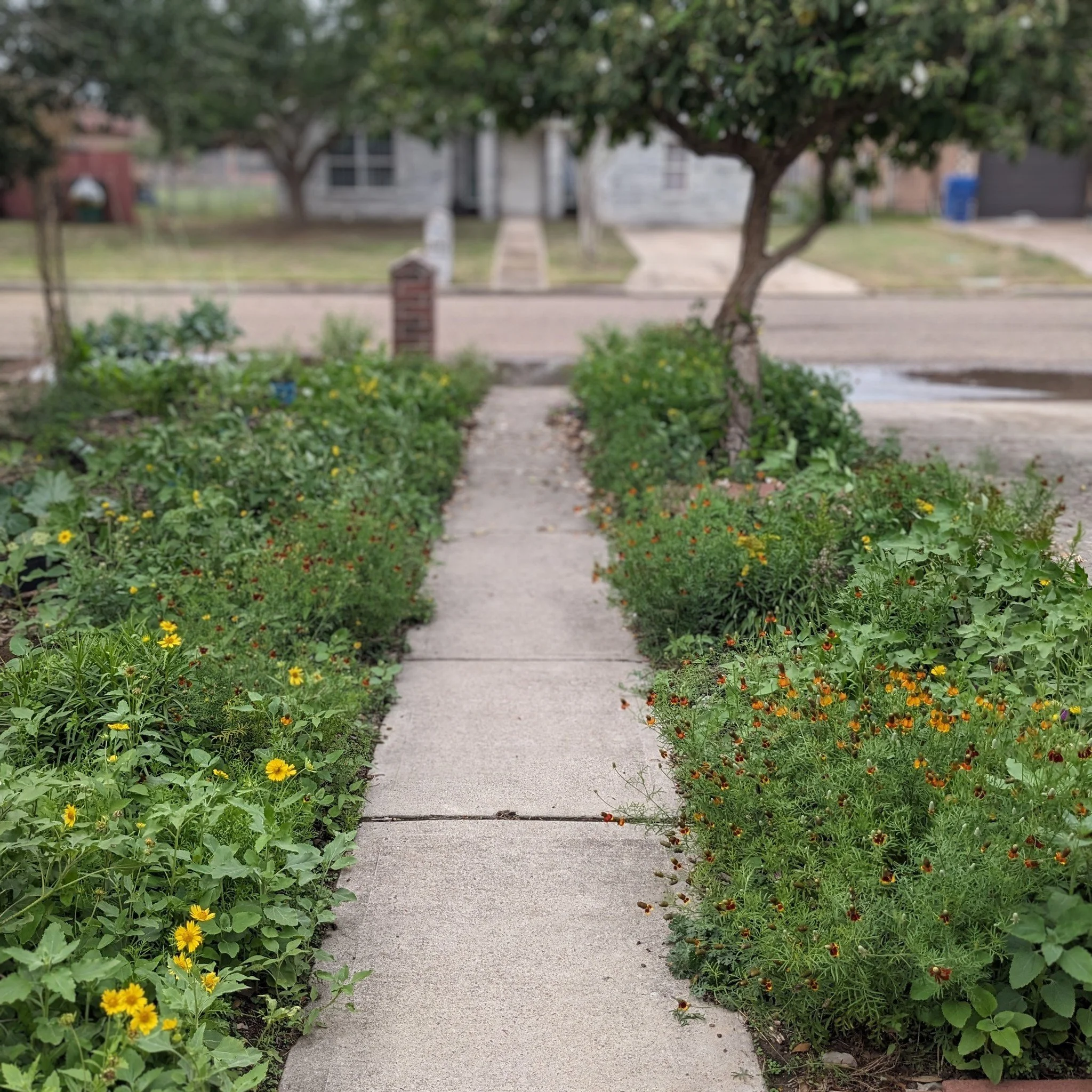One of the first things we did after moving into our home was remove about 300 square feet of lawn to grow a wildflower patch. It wasn't just because we like wildflowers for their beauty, or to reduce our landscape's water use, but also to create a h