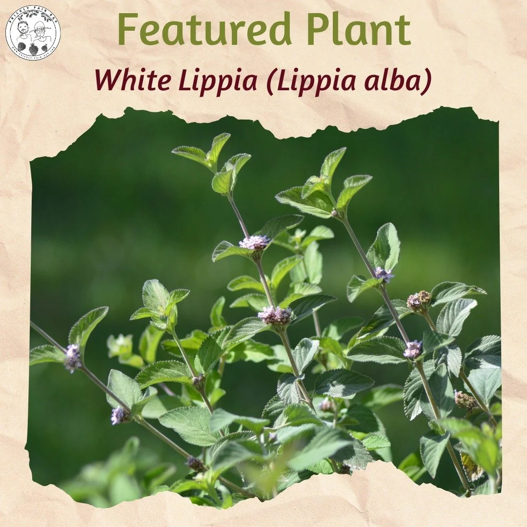 It's probably well past time for us to introduce this plant. White Lippia (also called Bushy Lippia) is a superstar of our native edible garden, helping form a naturalistic hedge in our front yard. It's also one of the best pollinator plants in our g