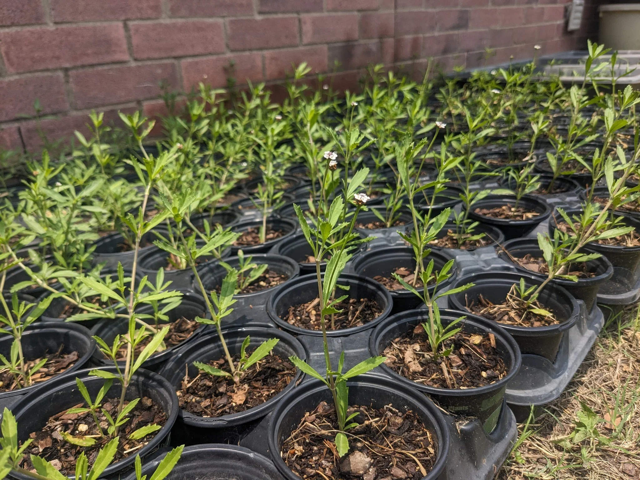 Frogfruit is back in stock! We offer frogfruit in quart pots that are easy to plant for your lawn replacement projects. We offer a bulk rate of $6 per plant for orders of 20 or more - email us prior to purchase so we can get you the discounted price.