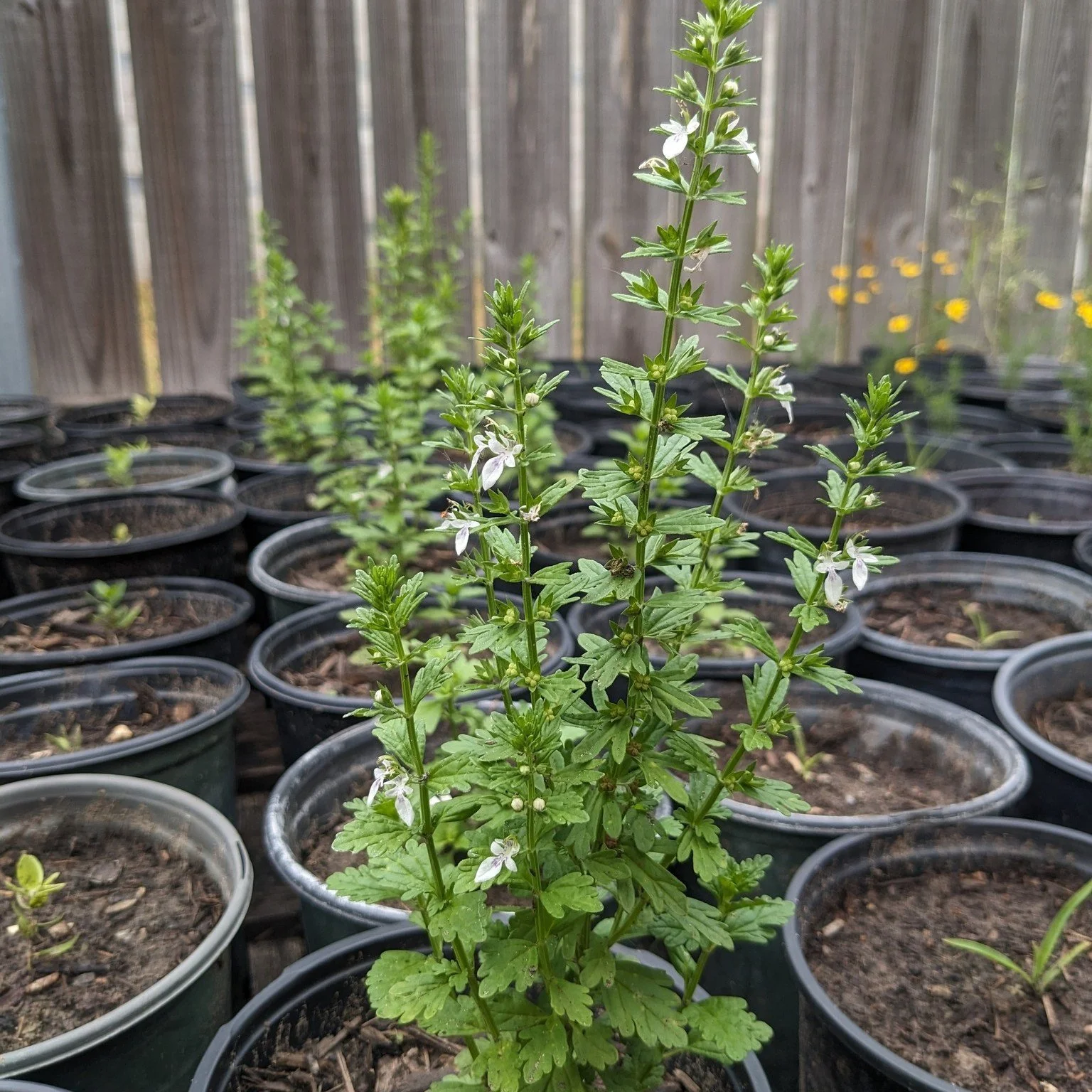 We've added some new plants - and returning favorites - to the online store! 

Coastal Germander (Teucrium cubense) is a lovely herbaceous plant in the Mint family, with delicate lowers that are attractive to native bees.

Tiny Tim (Thymophylla sp.) 