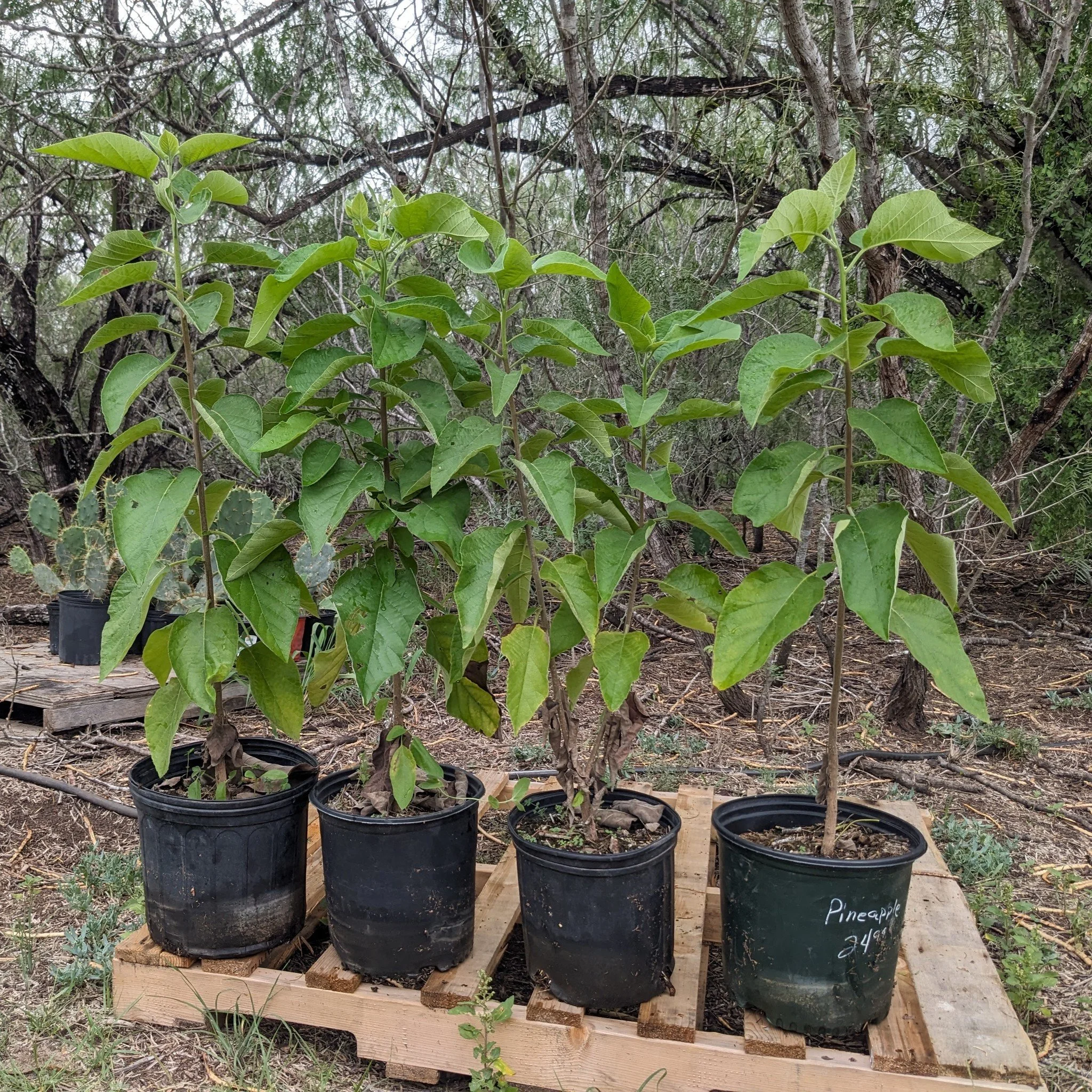 We also have 3-4 foot tall Anacahuita (Cordia boissieri) available. These trees typically get to be 15 to 25 feet tall and have abundant white flowers. They provide good shade and are attractive to butterflies and hummingbirds.

Visit our online stor