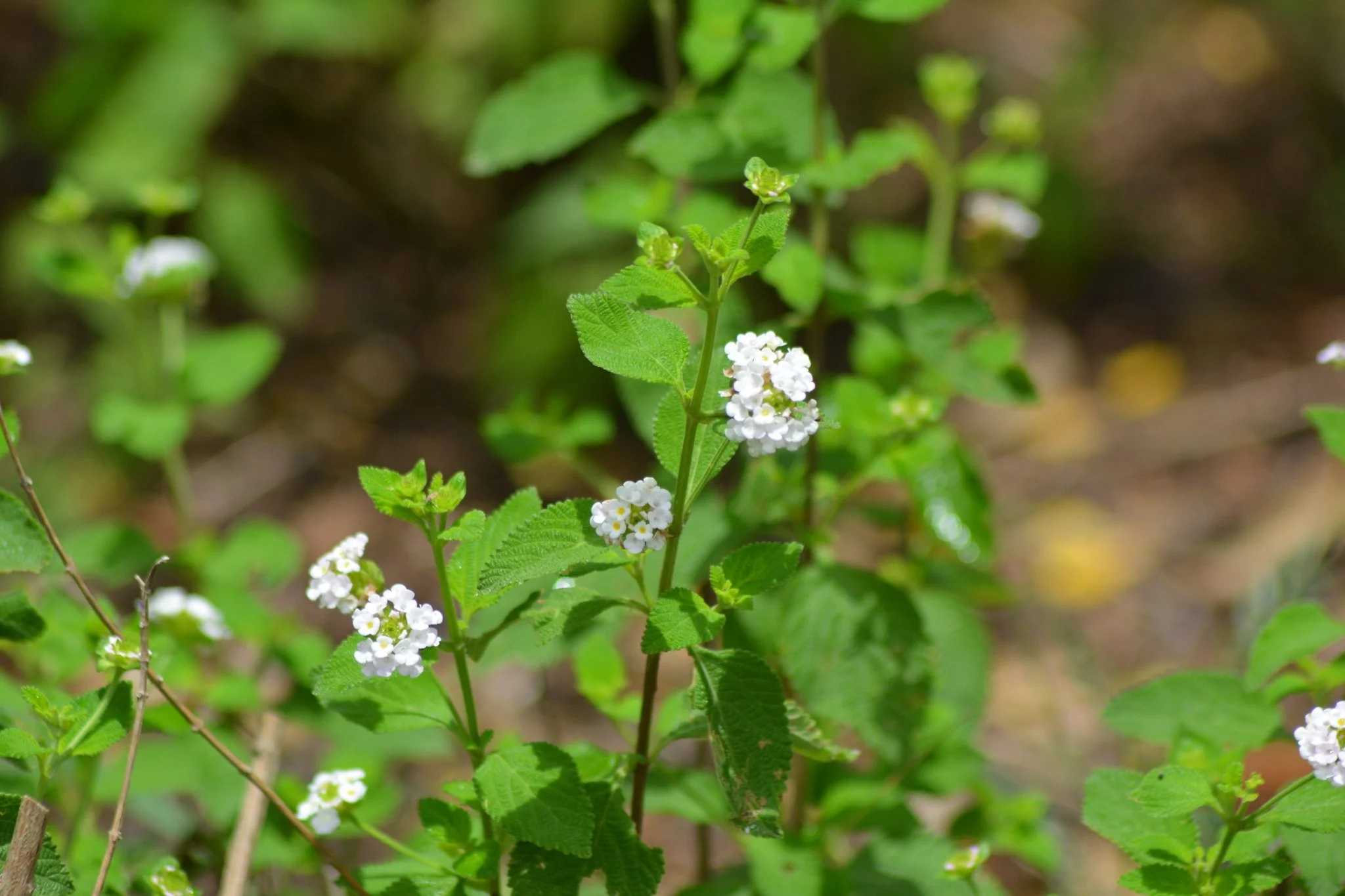 Velvet Lantana.jpg