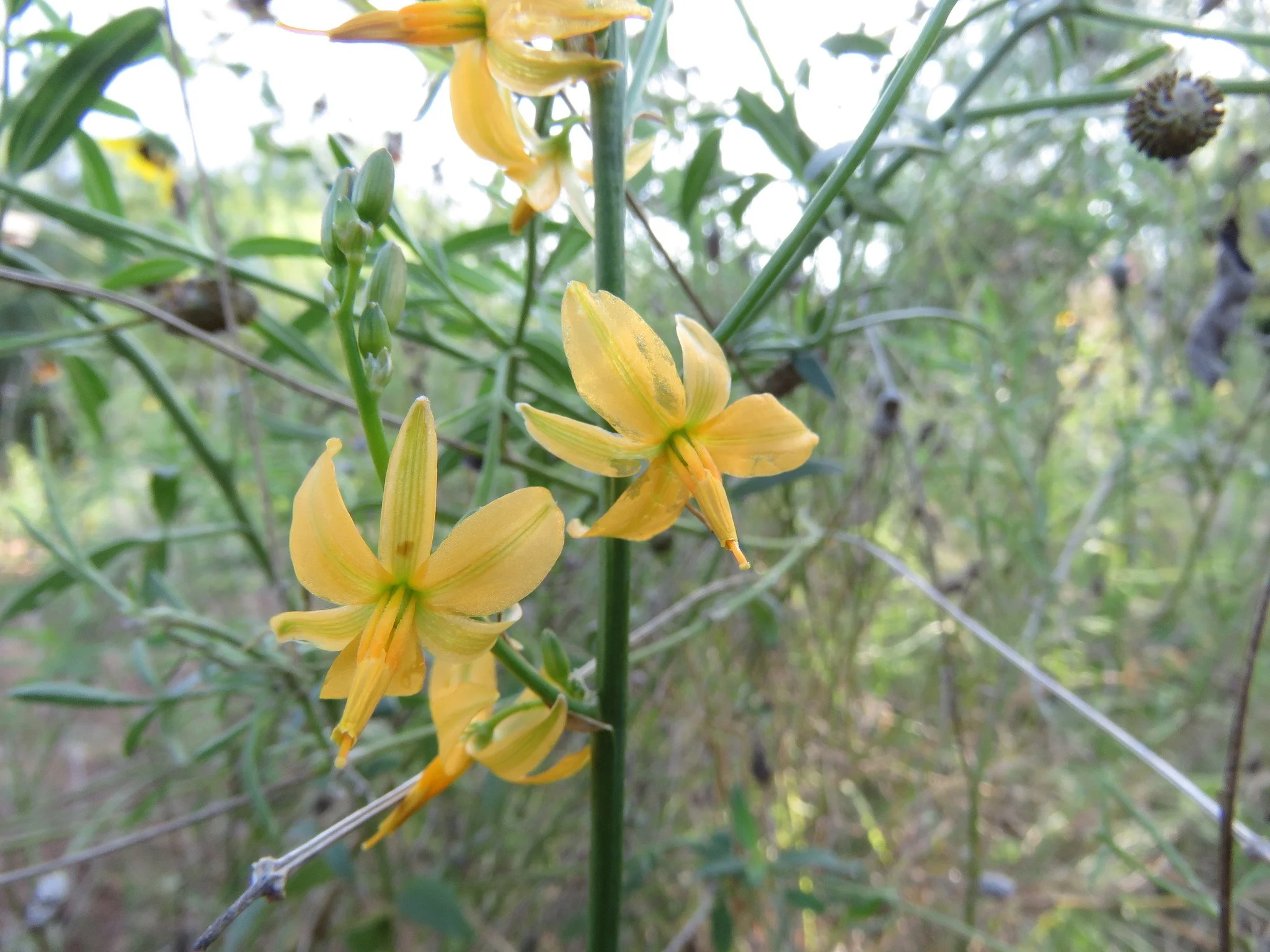 Texas Craglily flowers.jpeg