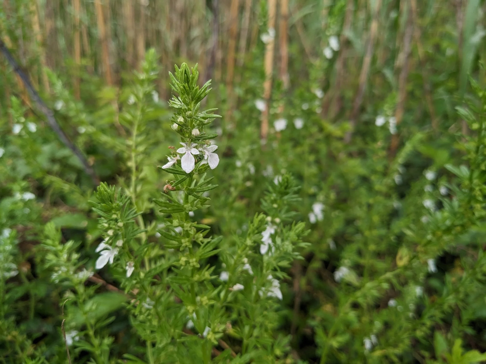 Coastal Germander.jpeg