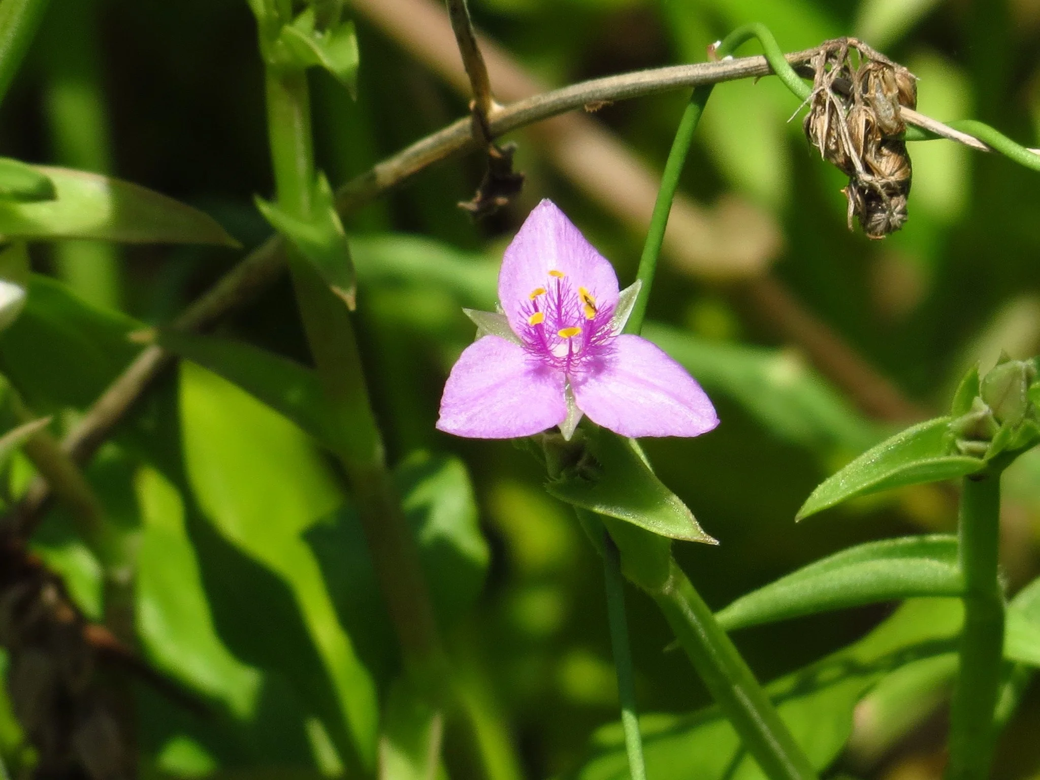 Littleflower roseling.jpg