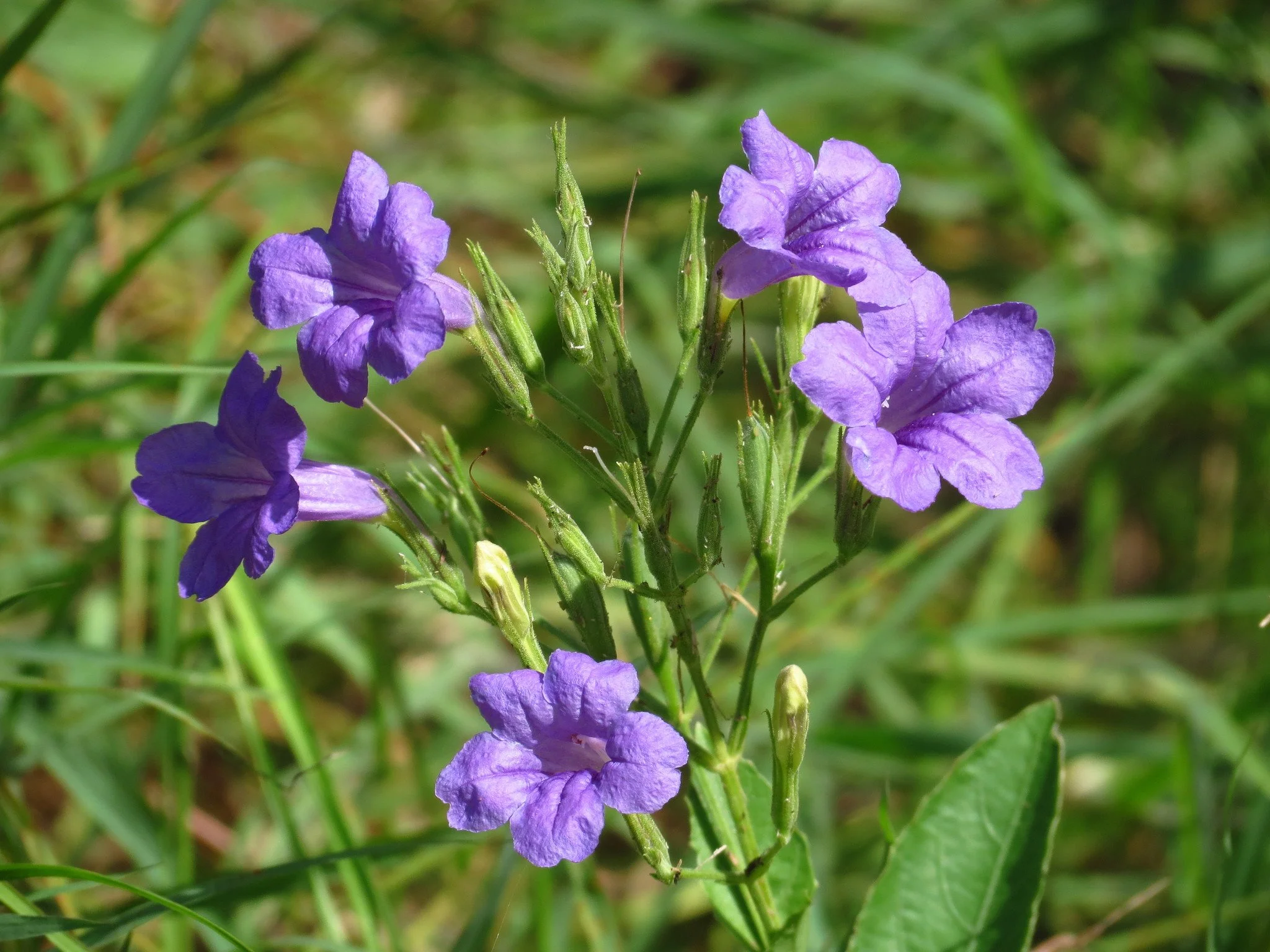 Violet Ruellia