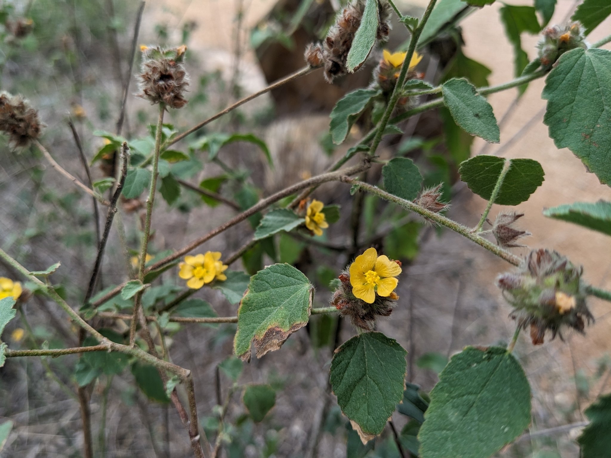 Indian Valley False Mallow