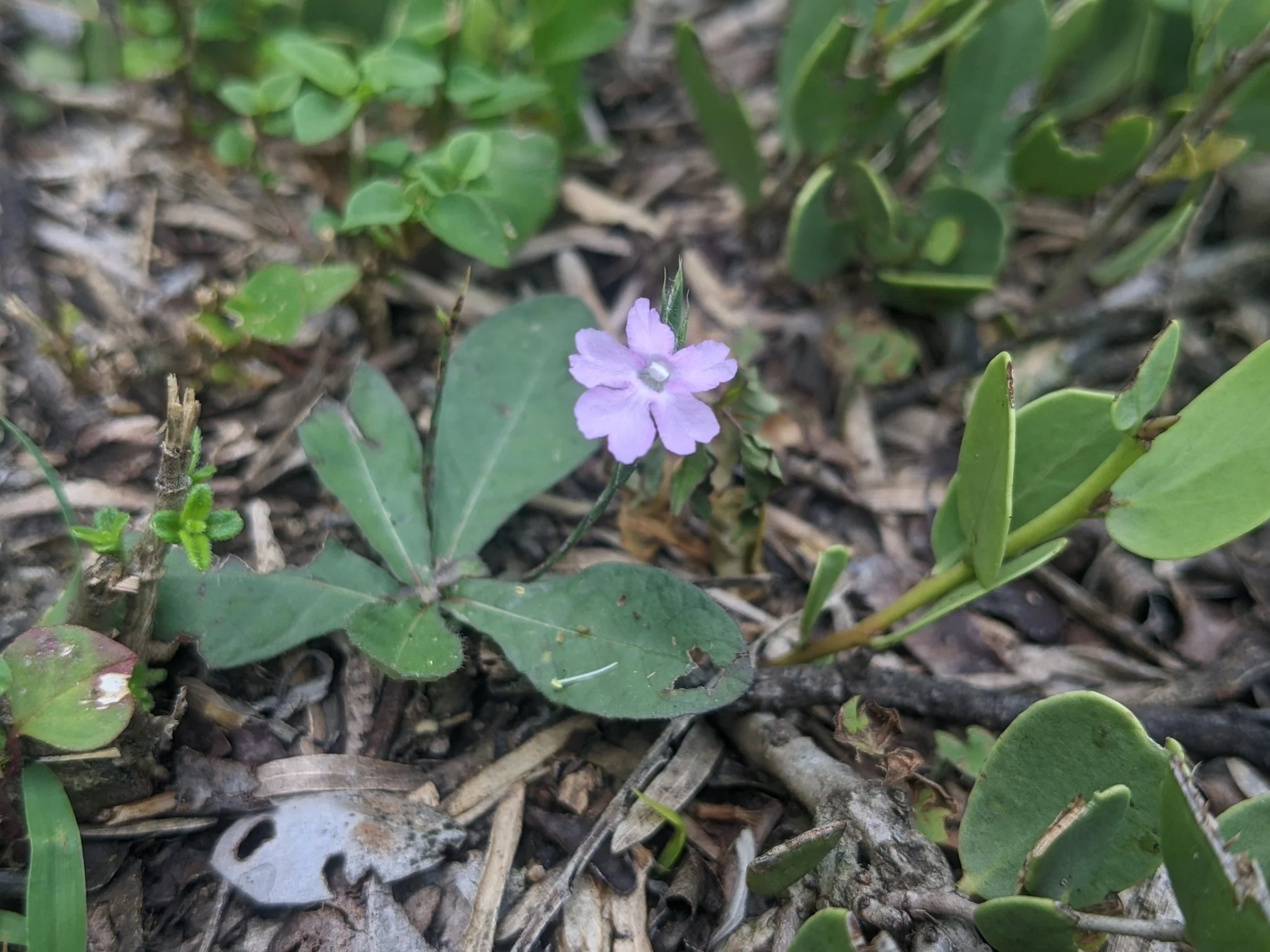 Wheat-spike Scalystem