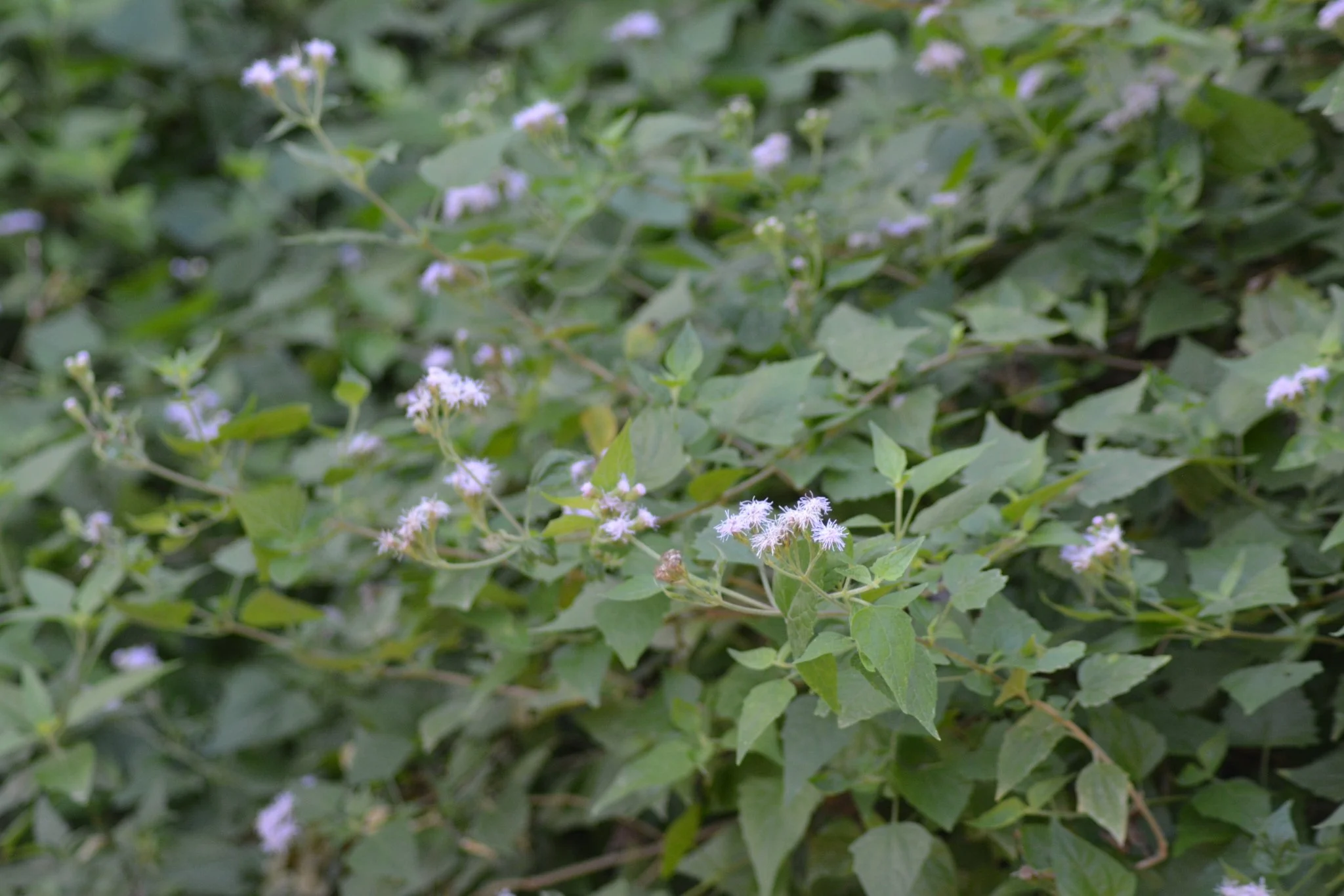 Spring Mistflower
