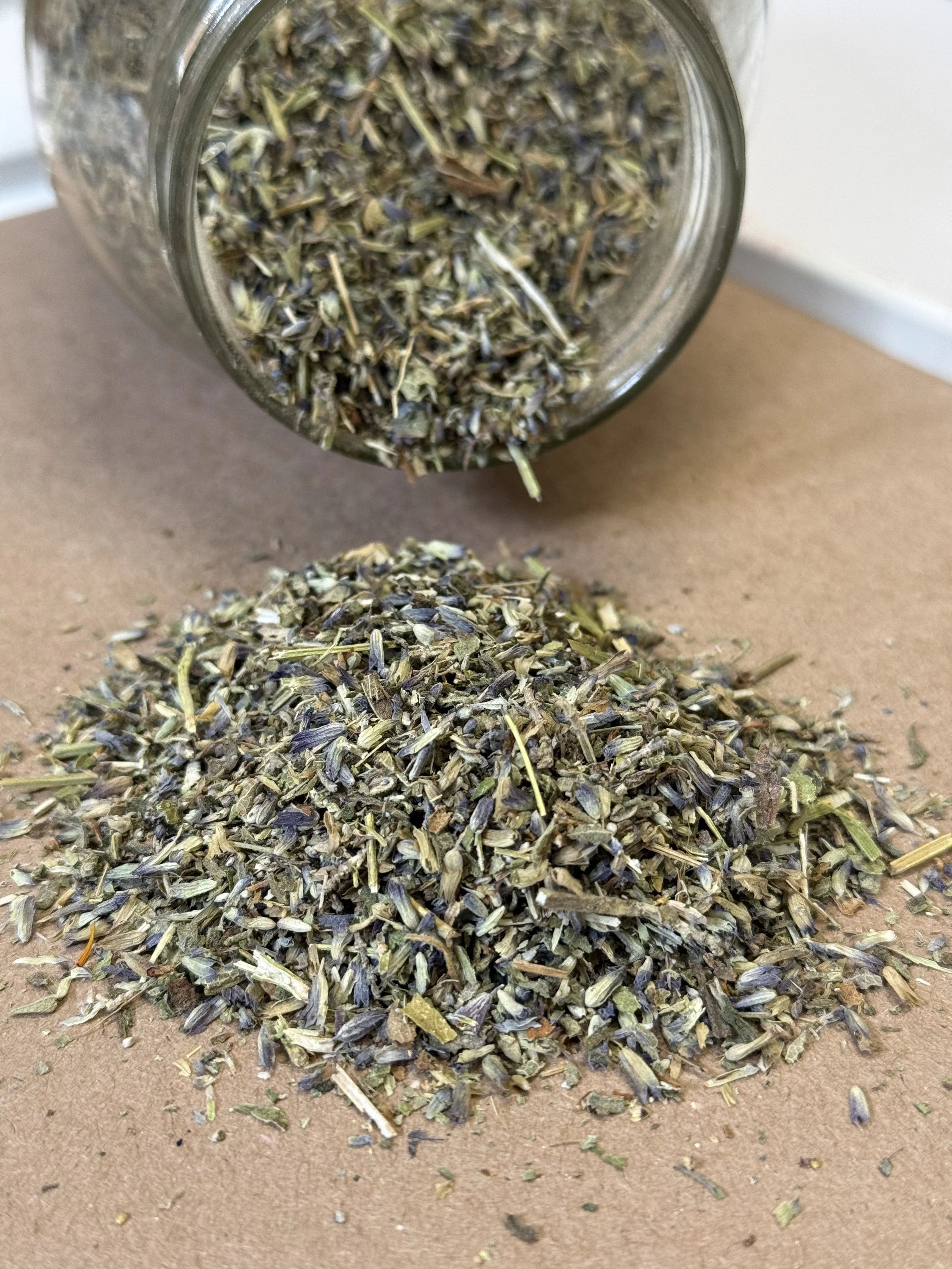 Planta de Lavanda (Lavandula angustifolia)