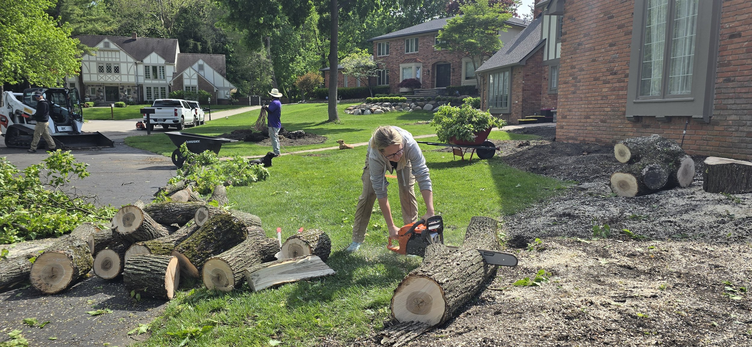 Tree stumps.jpg