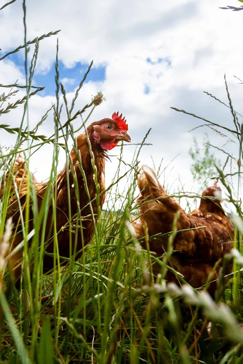 Two chickens in a field of long grass