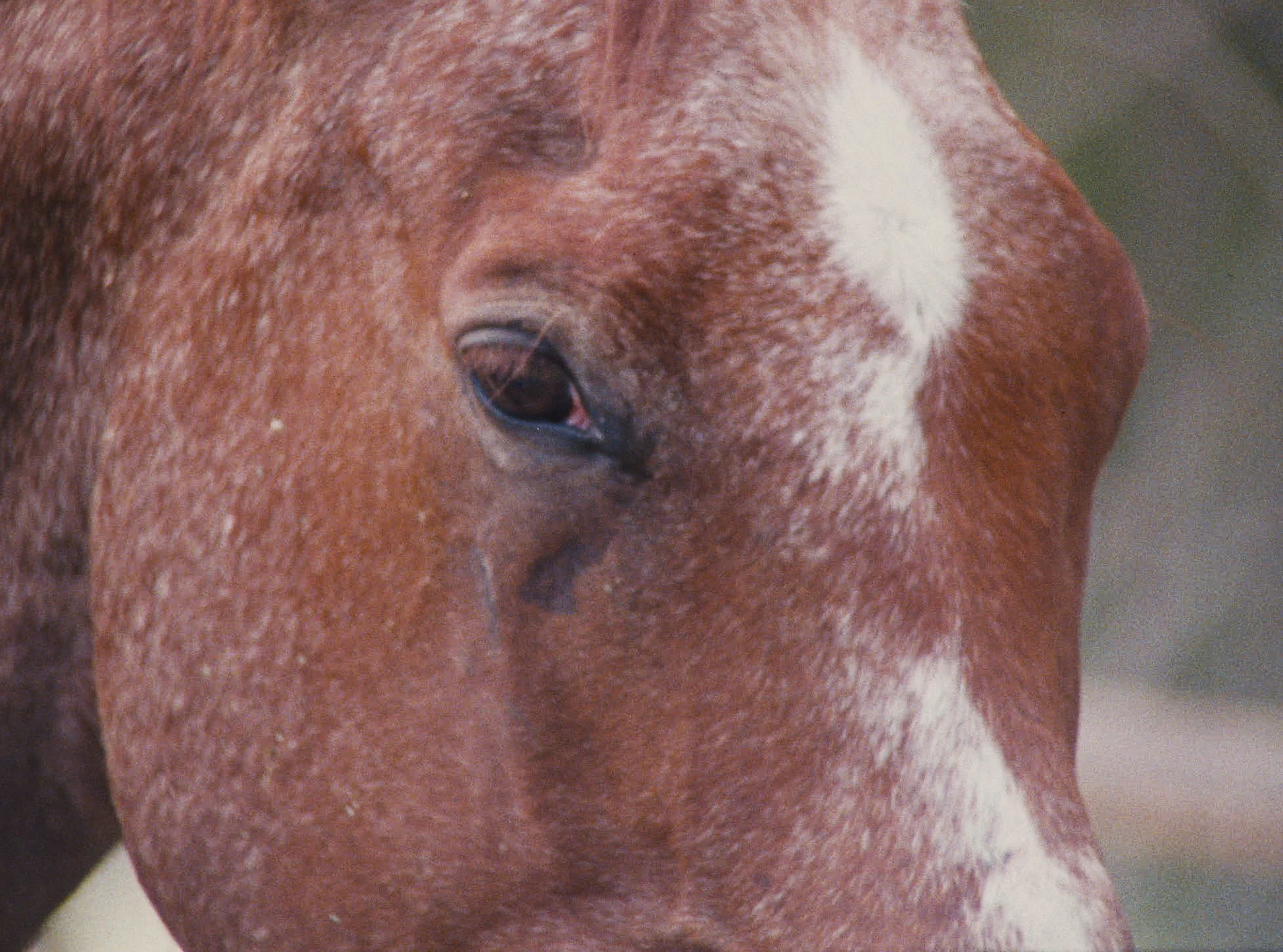 STILL_HORSECU.jpg