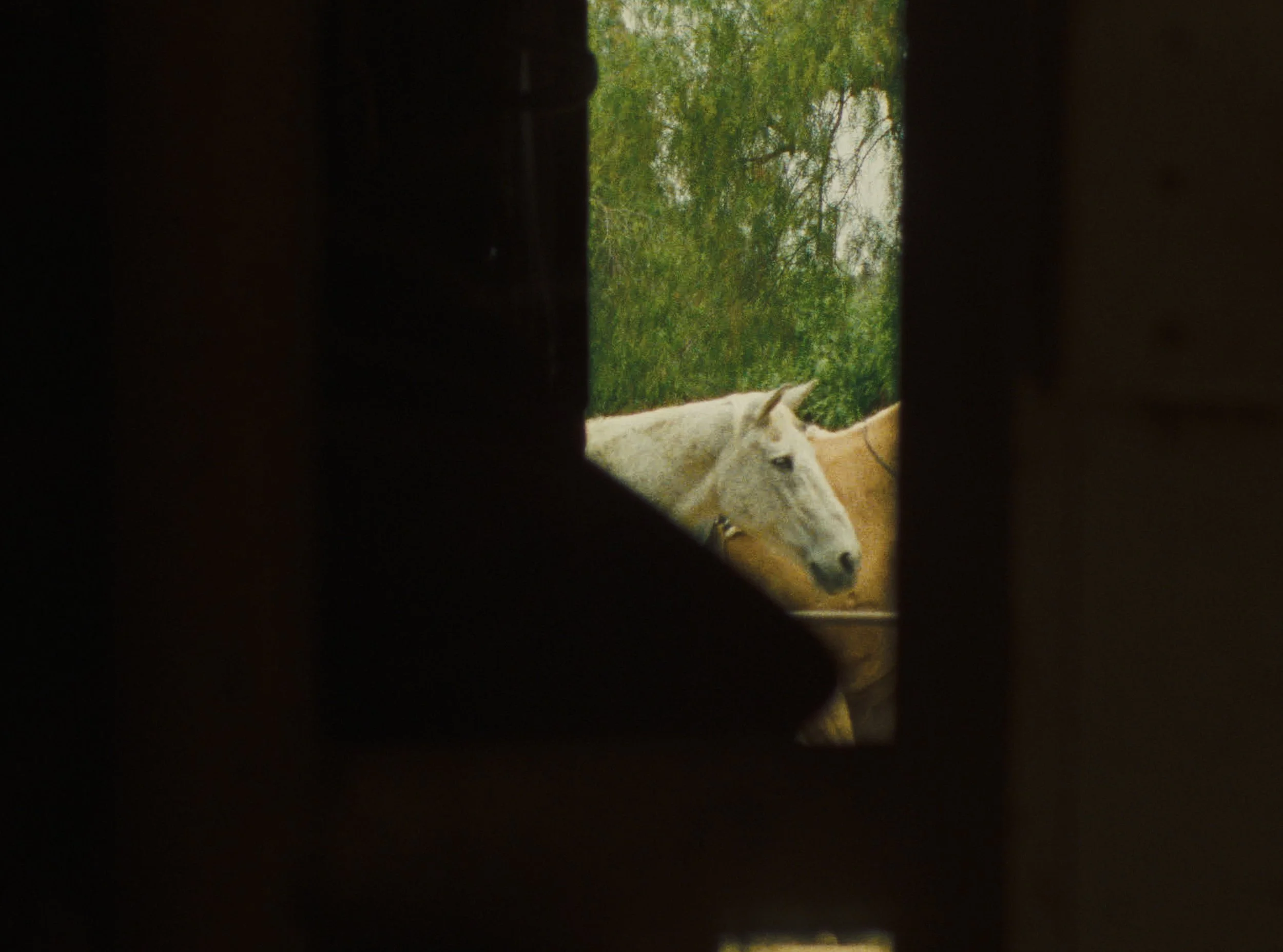 STILL_HORSE02.jpg