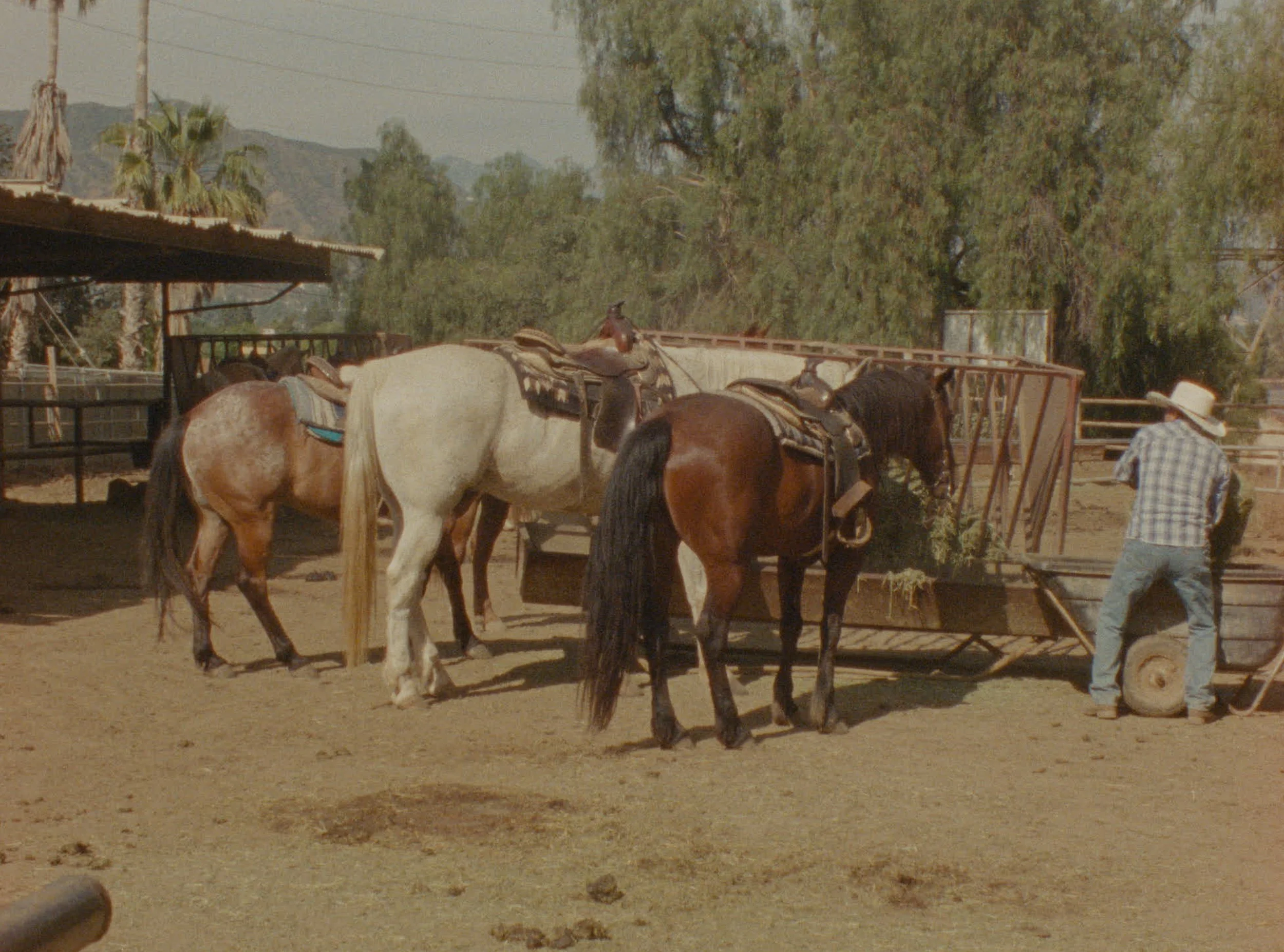 STILL_HORSES.jpg