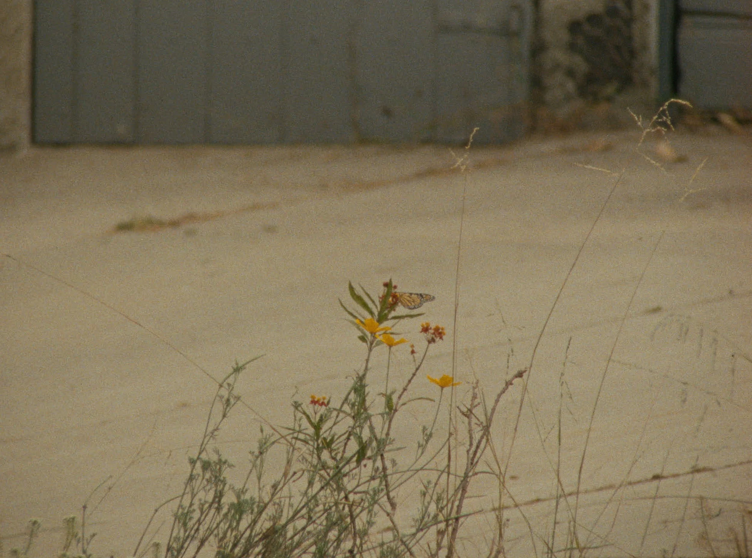 STILL_BUTTERFLY.jpg