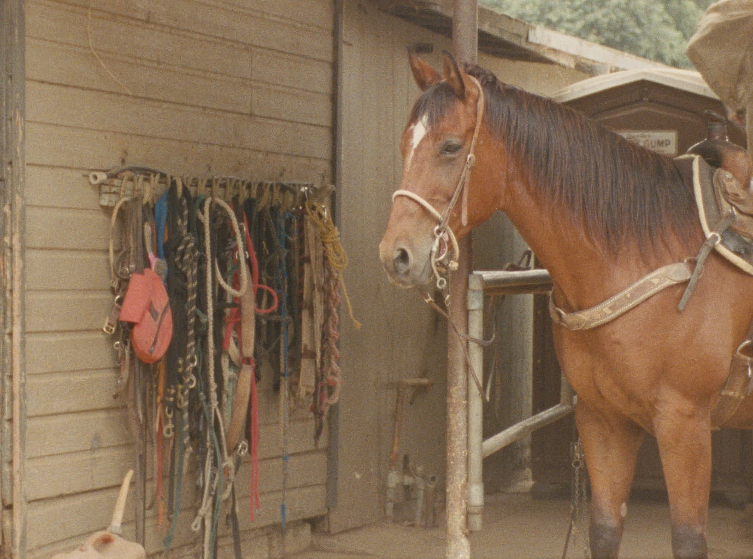 STILL_HORSE01.jpg