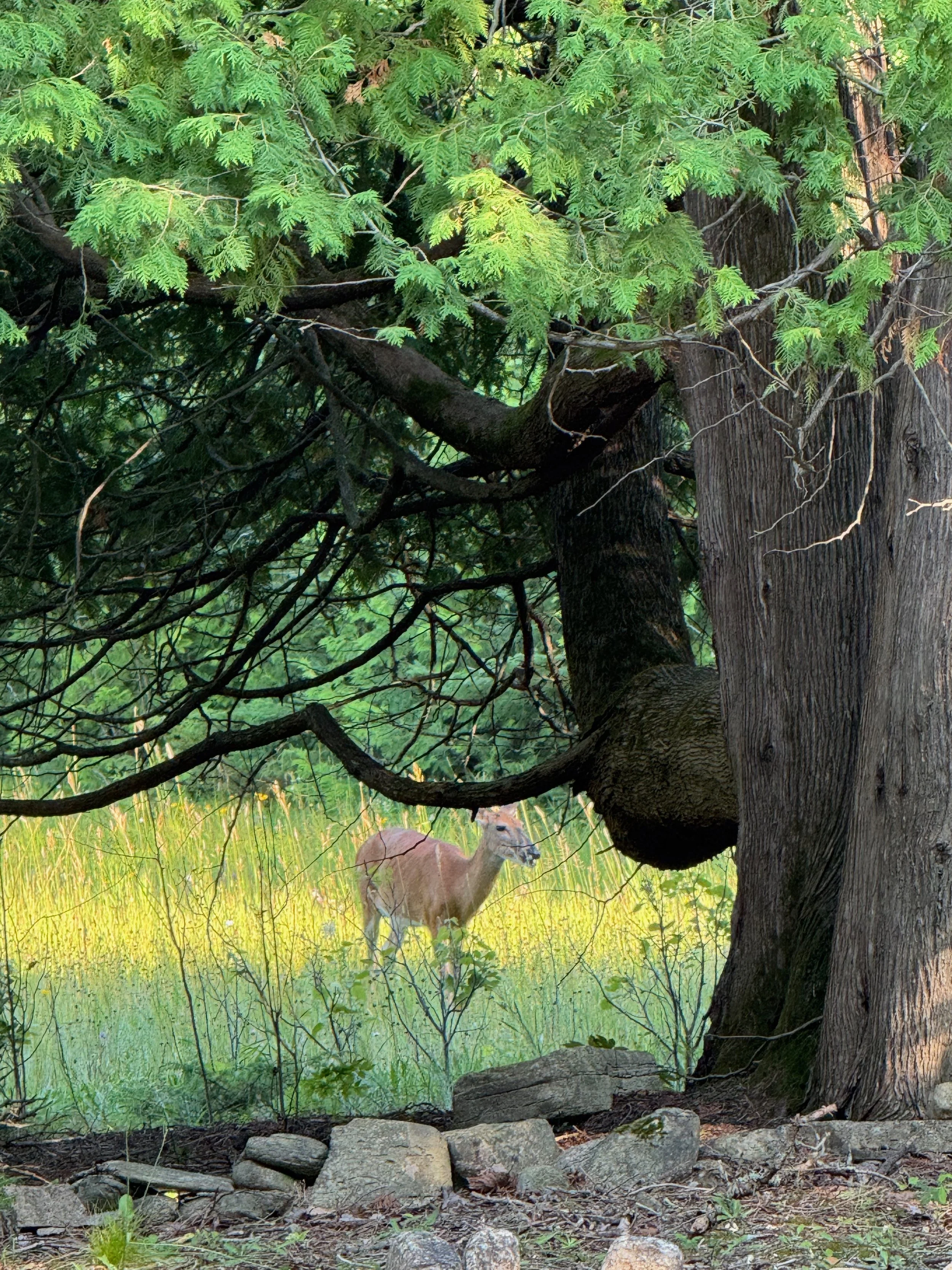 Coping with Overwhelming Distress