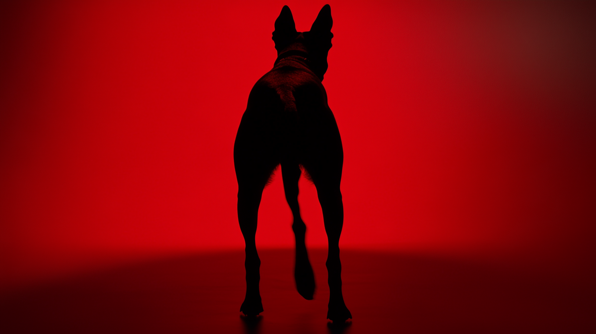 7ammai_A_doberman_silhouette_against_a_red_background_rendered__85245c02-2956-4429-a2ff-b714a8643242.png