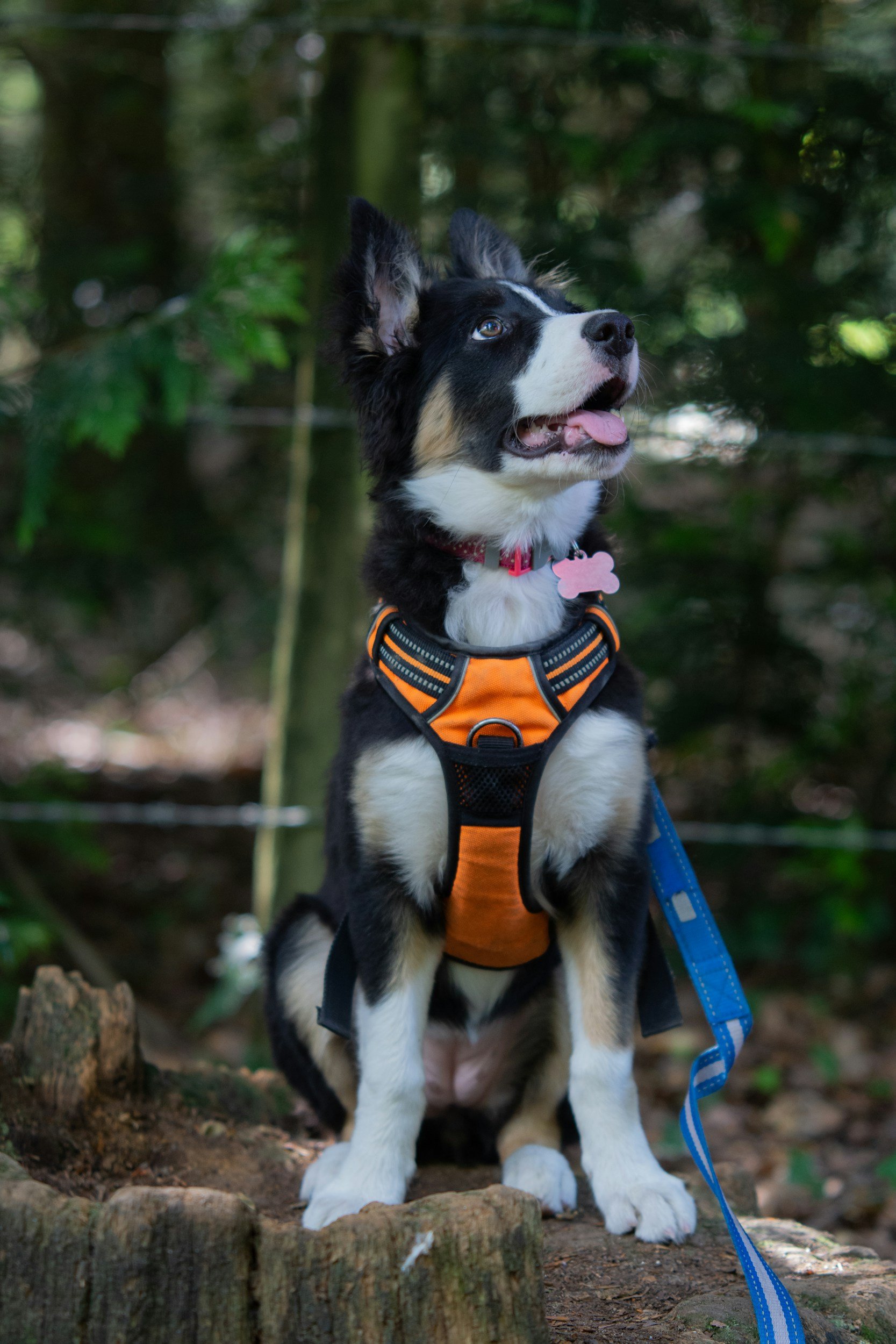 A puppy learning to focus on its handler in a distracting environment.