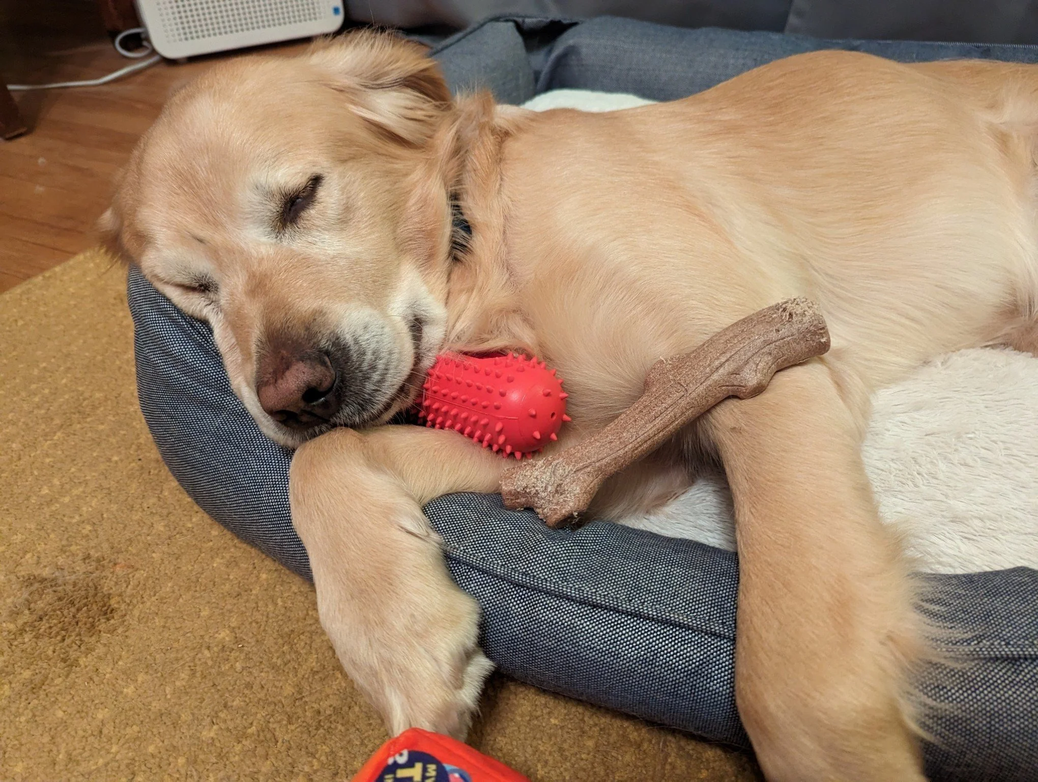 A client's dog who worked with Shivani for reactivity on leash