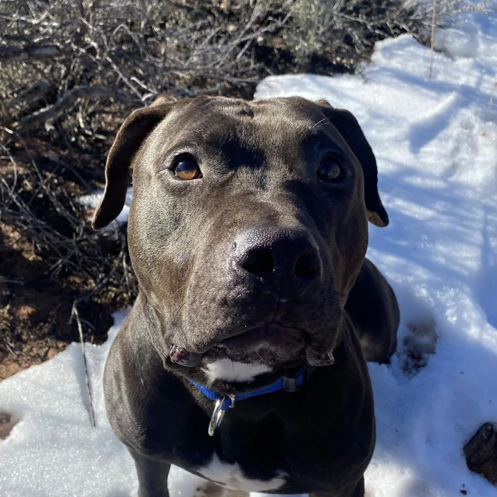 Client dog who is working through reactivity