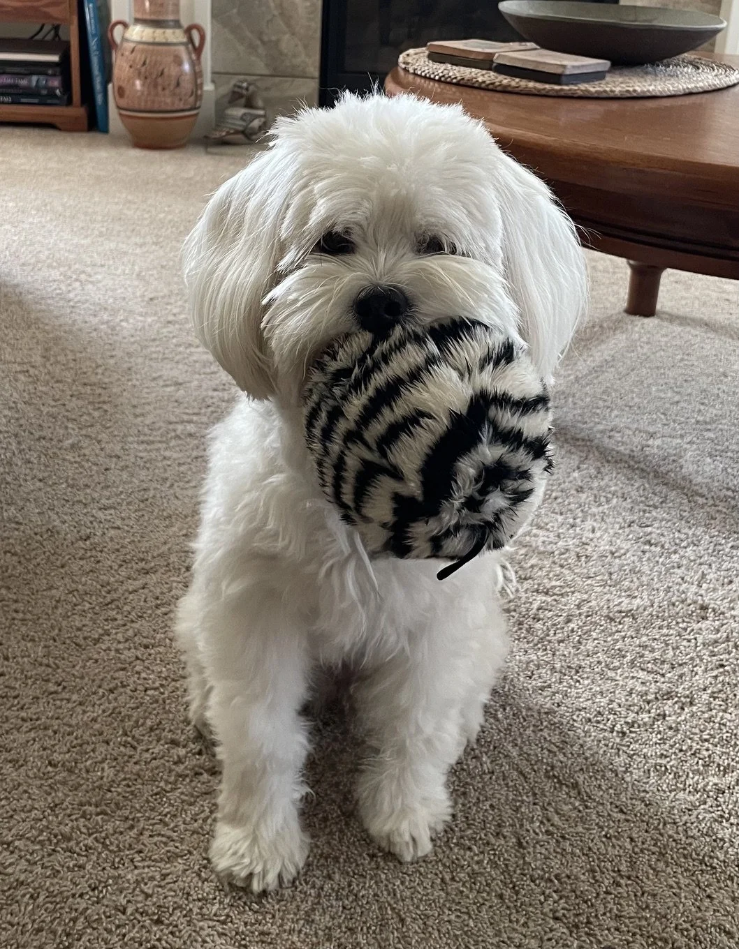 A client's dog who worked with Shivani for reactivity and general anxiety