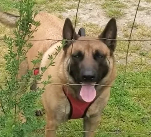 A client's dog who worked with Shivani for reactivity and bite history