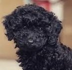 Client puppy learning life skills
