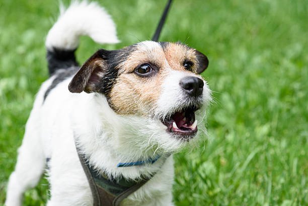 A dog struggling with a reactive response toward another dog.