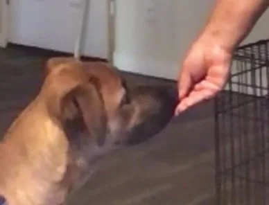 Client dog who is working through reactivity