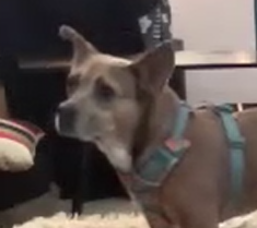 Client dog who is working through general anxiety