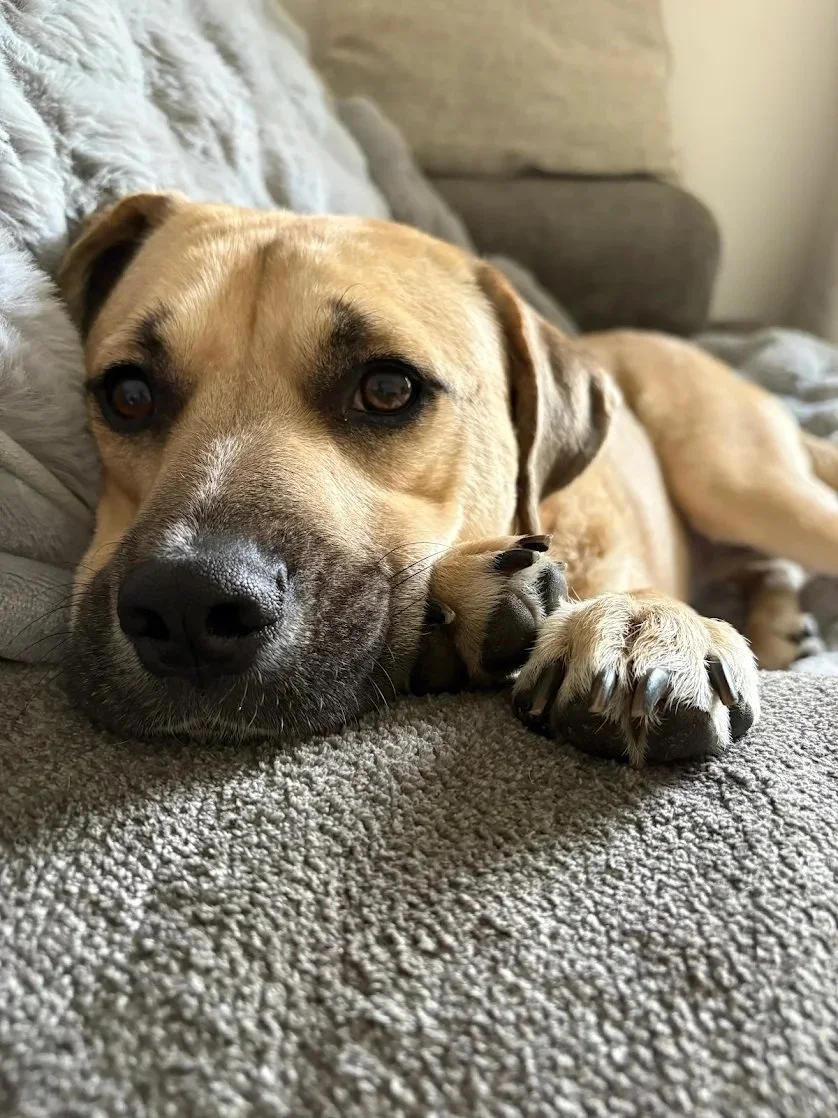 A client's dog who worked with Shivani for fearful and aggressive behavior toward humans
