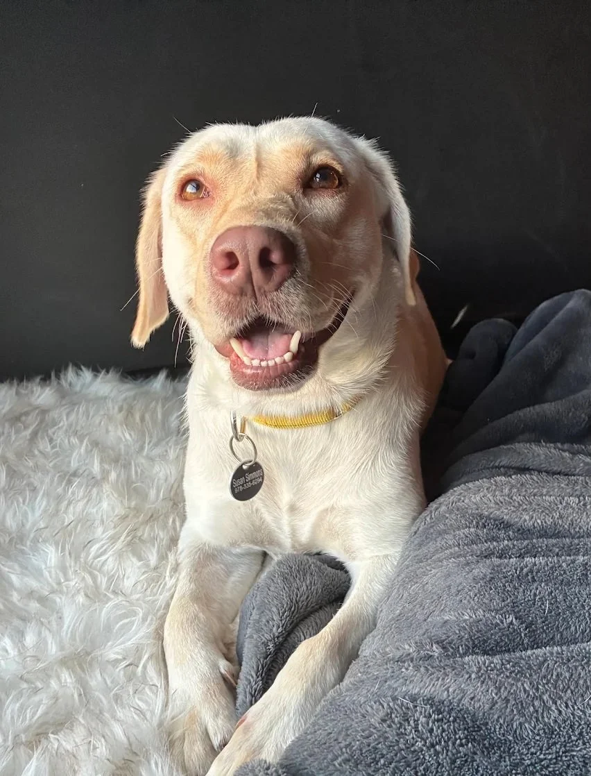 A client's dog who worked with Shivani for extreme general anxiety