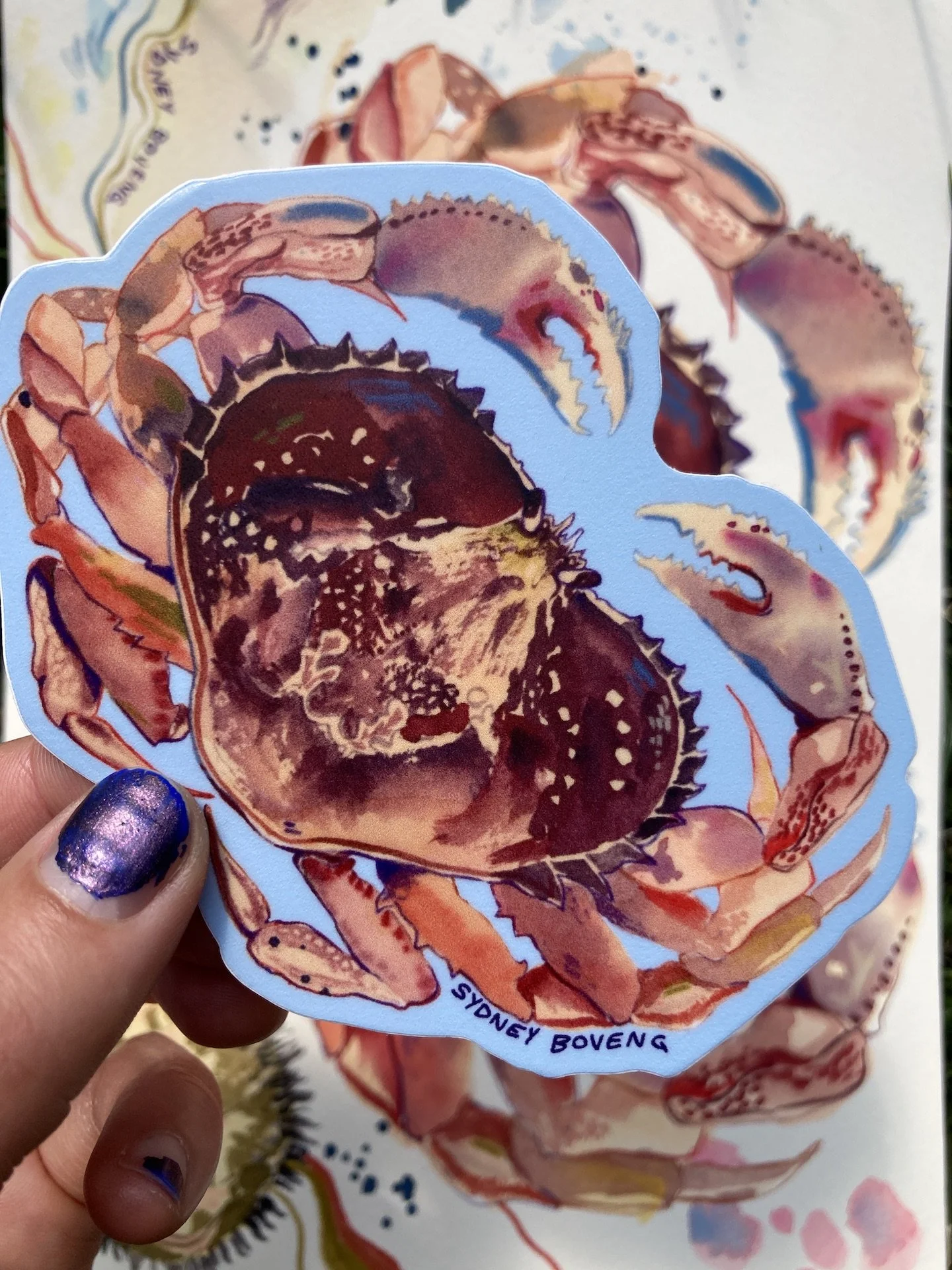 Dungeness Crab Sticker
