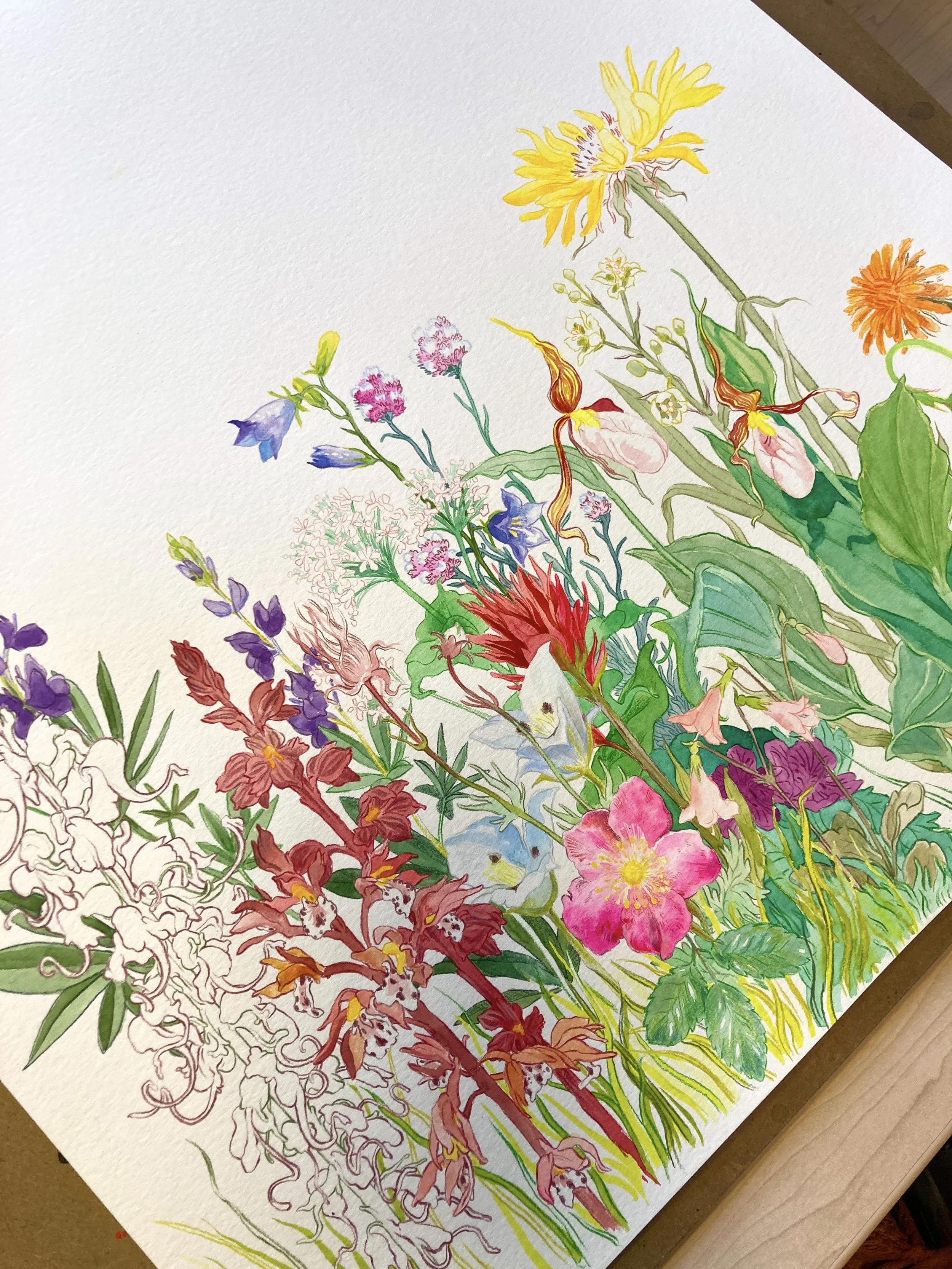 Bob Marshall Wildflowers- Residency Print Preorder