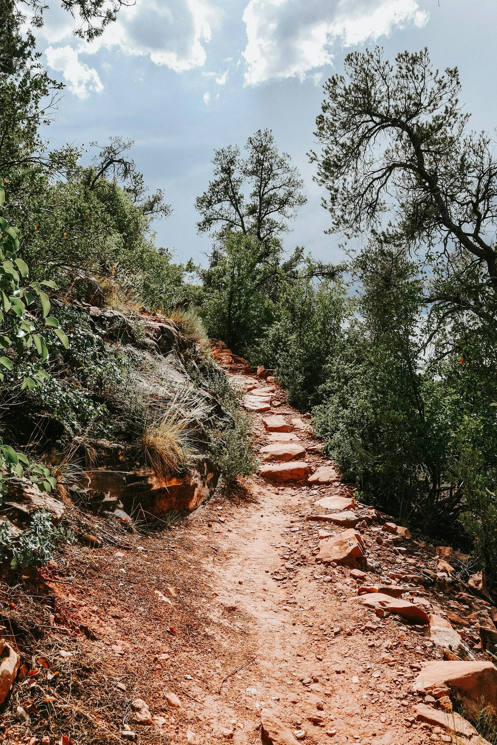 A forest trail with a mix of smooth and rocky terrain, bordered by trees — symbolizing the uneven but supported path of healing through therapy for chronic pain, burnout, and emotional overwhelm.