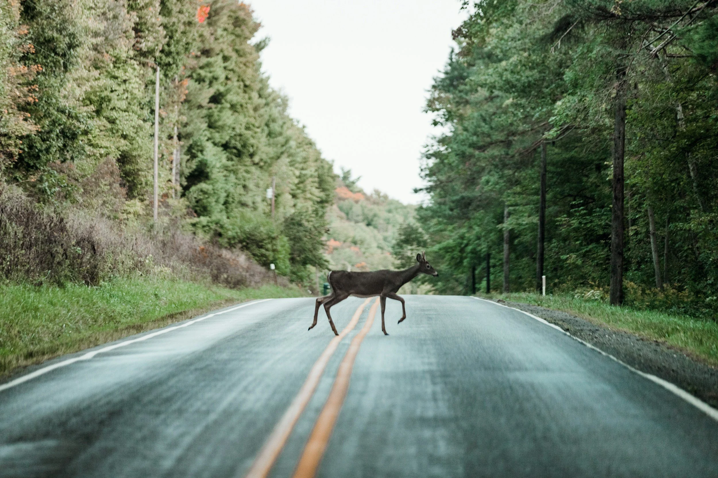 deer crossing street like someone stubborn who keeps pushing through because they think it's safest