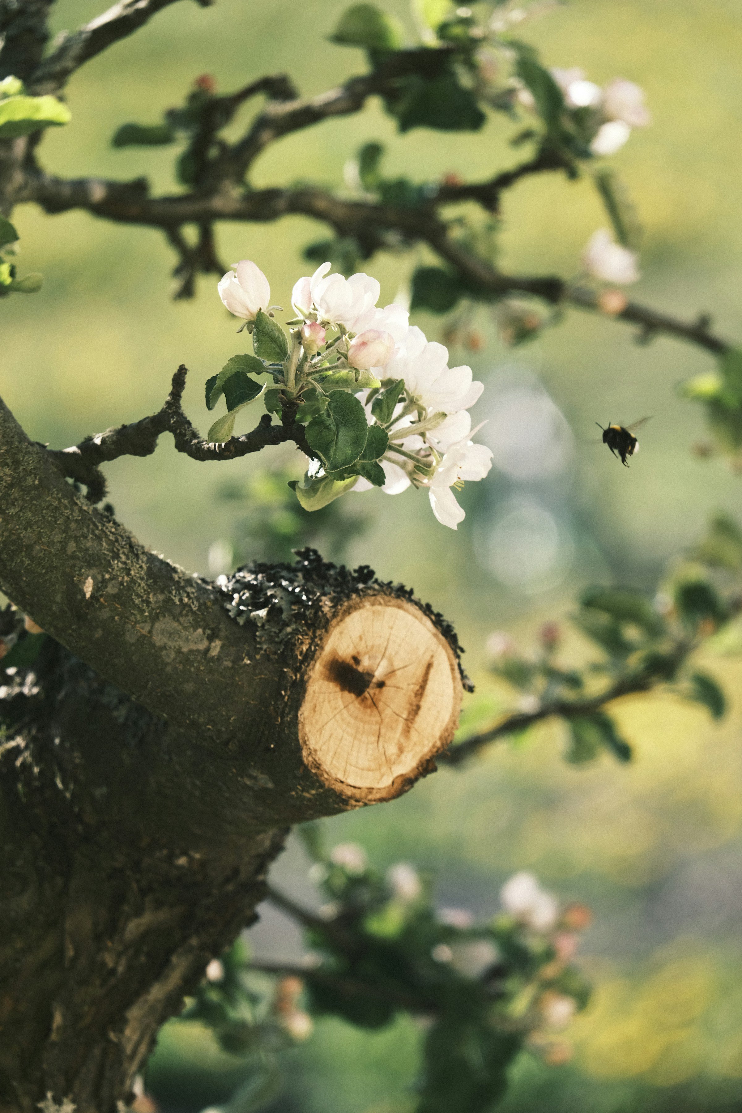 Tree with small white flowers blooming, symbolizing personalized mind-body therapy for chronic illness healing, emotional resilience, and sustainable growth through collaborative care.