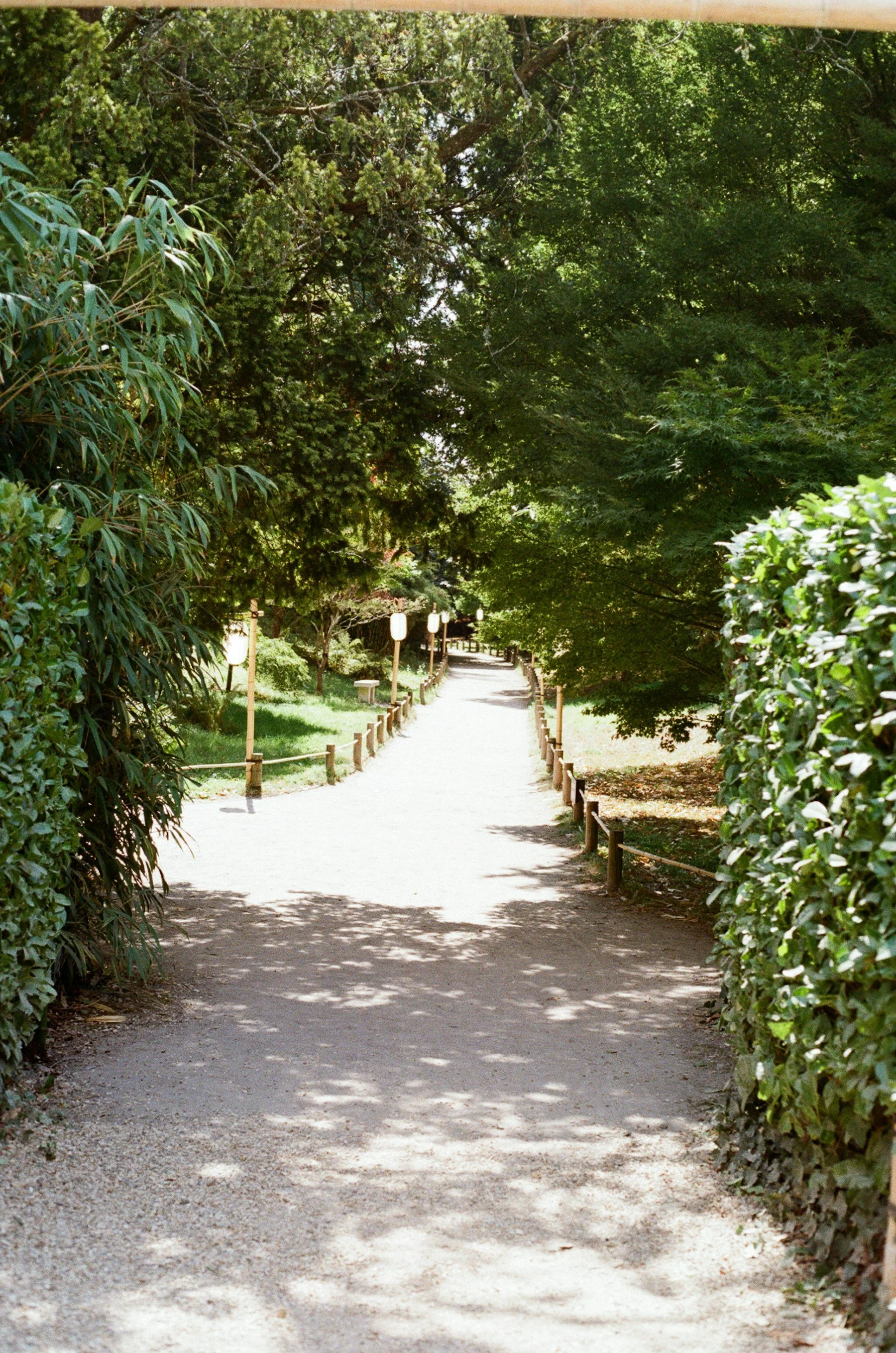 A sunlit gravel path winding through green plants in a garden, a gentle on-ramp for nervous system regulation for beginners