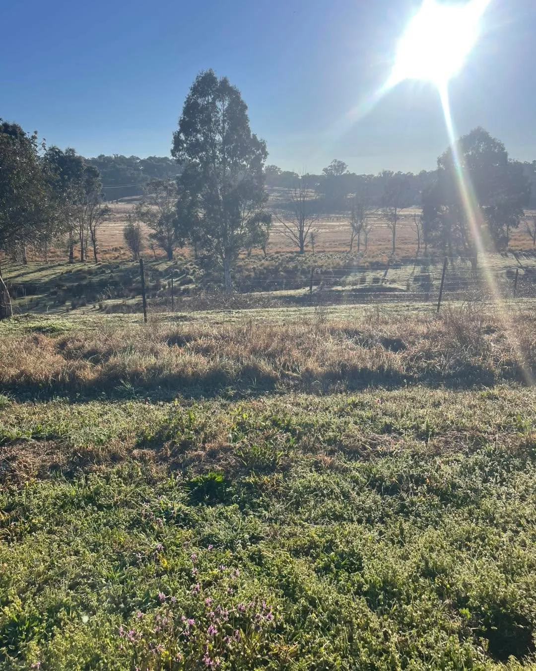 The best part of working with new land owners is getting to know their farms
#paddocktoplate #sustainability #regenerativefarming #localproduce #regenerativeagriculture #sustainablefarming #nswwines #nswwildlife #sustainable #sustainableliving #padd